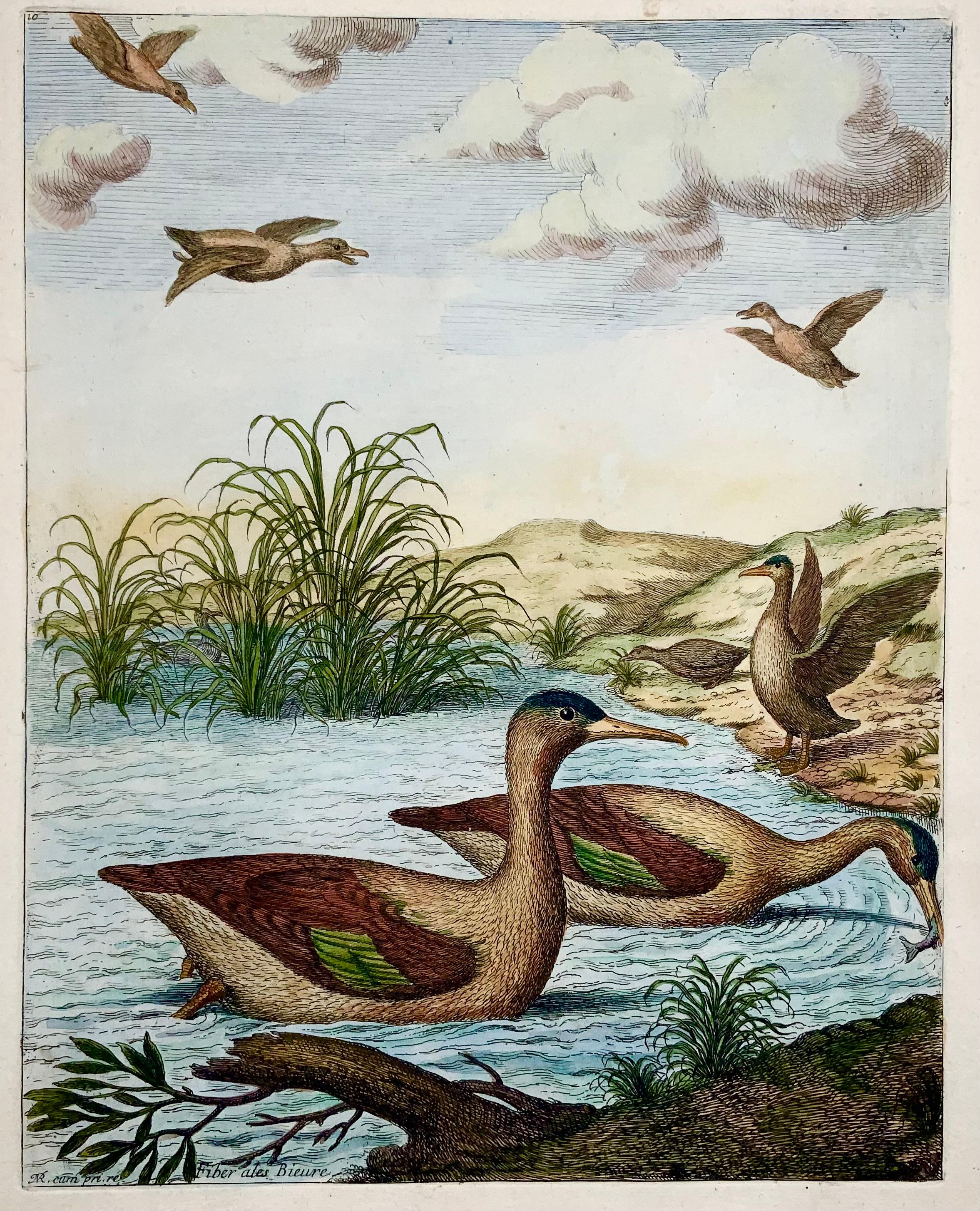 1673 Merganser-Enten, Nicolas Robert (geb. 1614), große Folio-Radierung in Handfarbe (Französisch) im Angebot