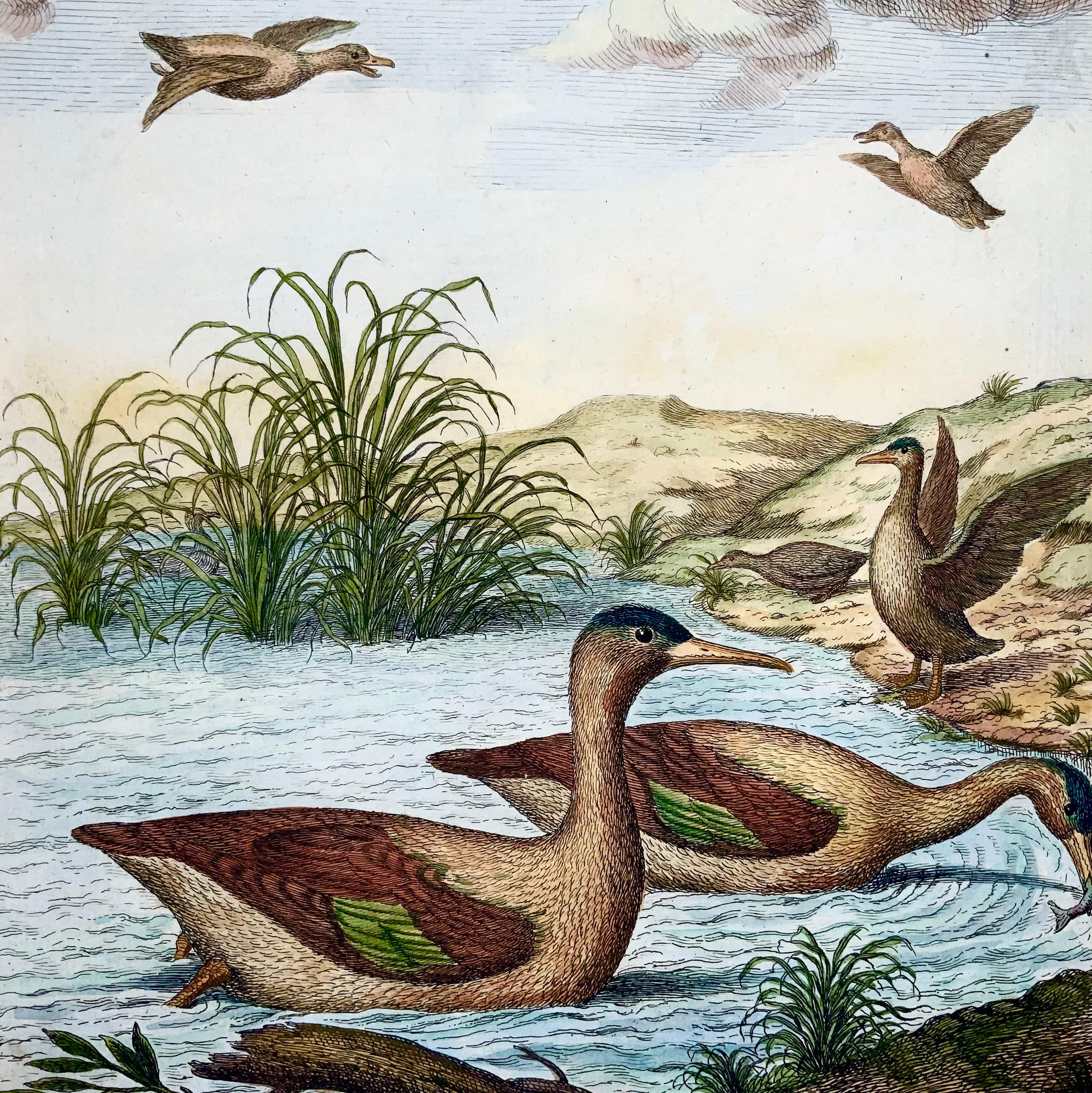 1673 Merganser-Enten, Nicolas Robert (geb. 1614), große Folio-Radierung in Handfarbe (Radiert) im Angebot