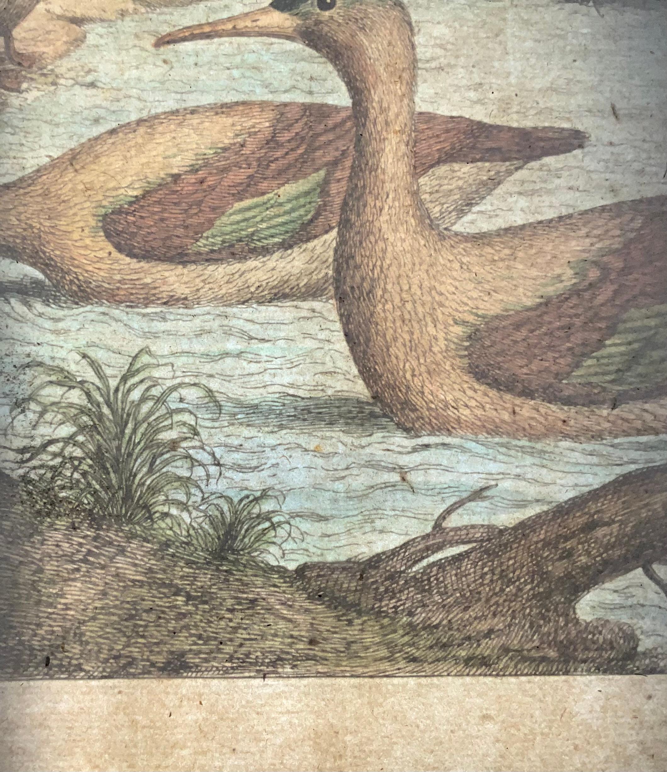 1673 Merganser-Enten, Nicolas Robert (geb. 1614), große Folio-Radierung in Handfarbe (17. Jahrhundert) im Angebot
