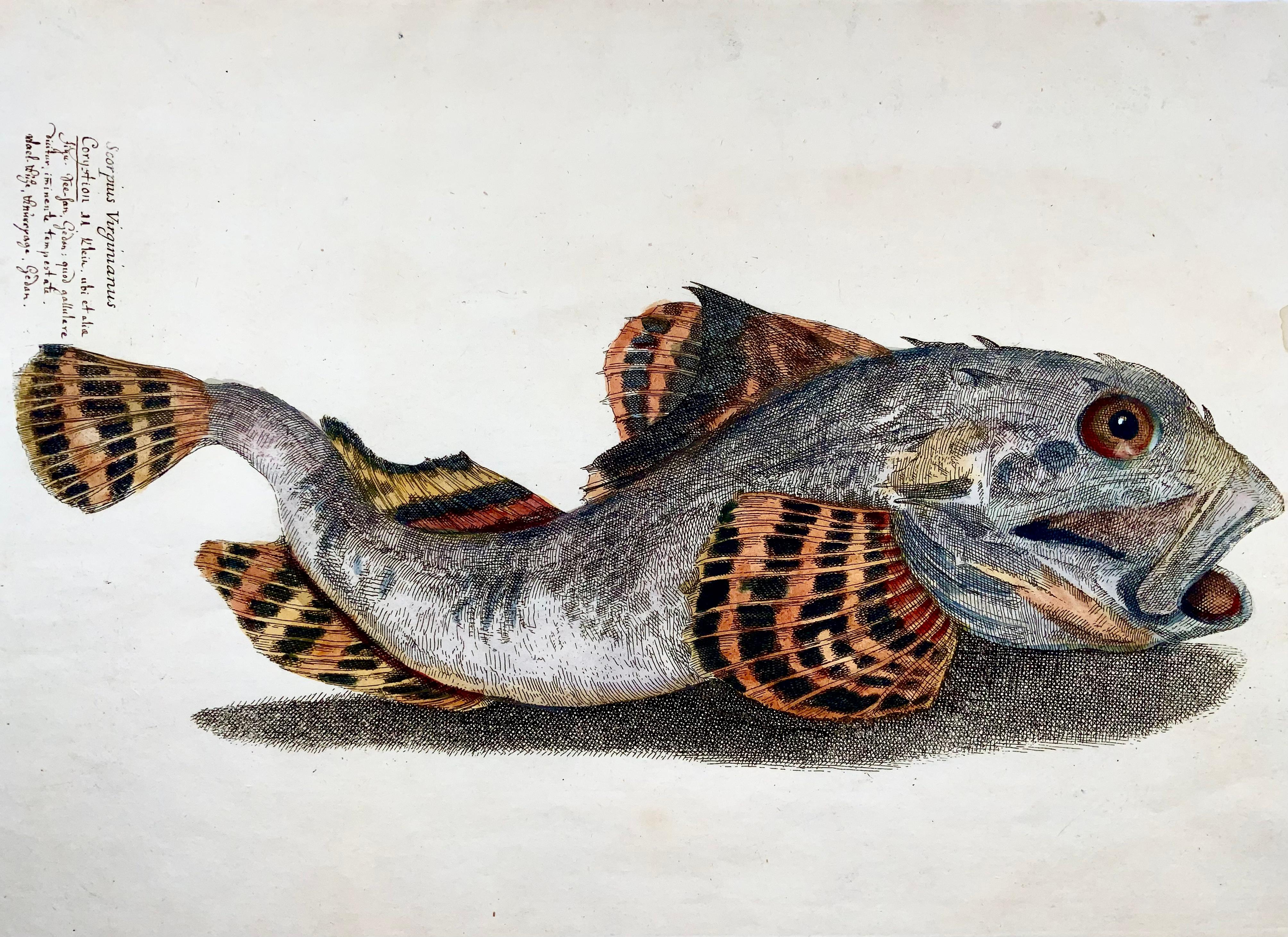 Renaissance 1686 Shorthorn Sculpin, Hand-Colored Folio, Paul Somers for Francis Willughby For Sale
