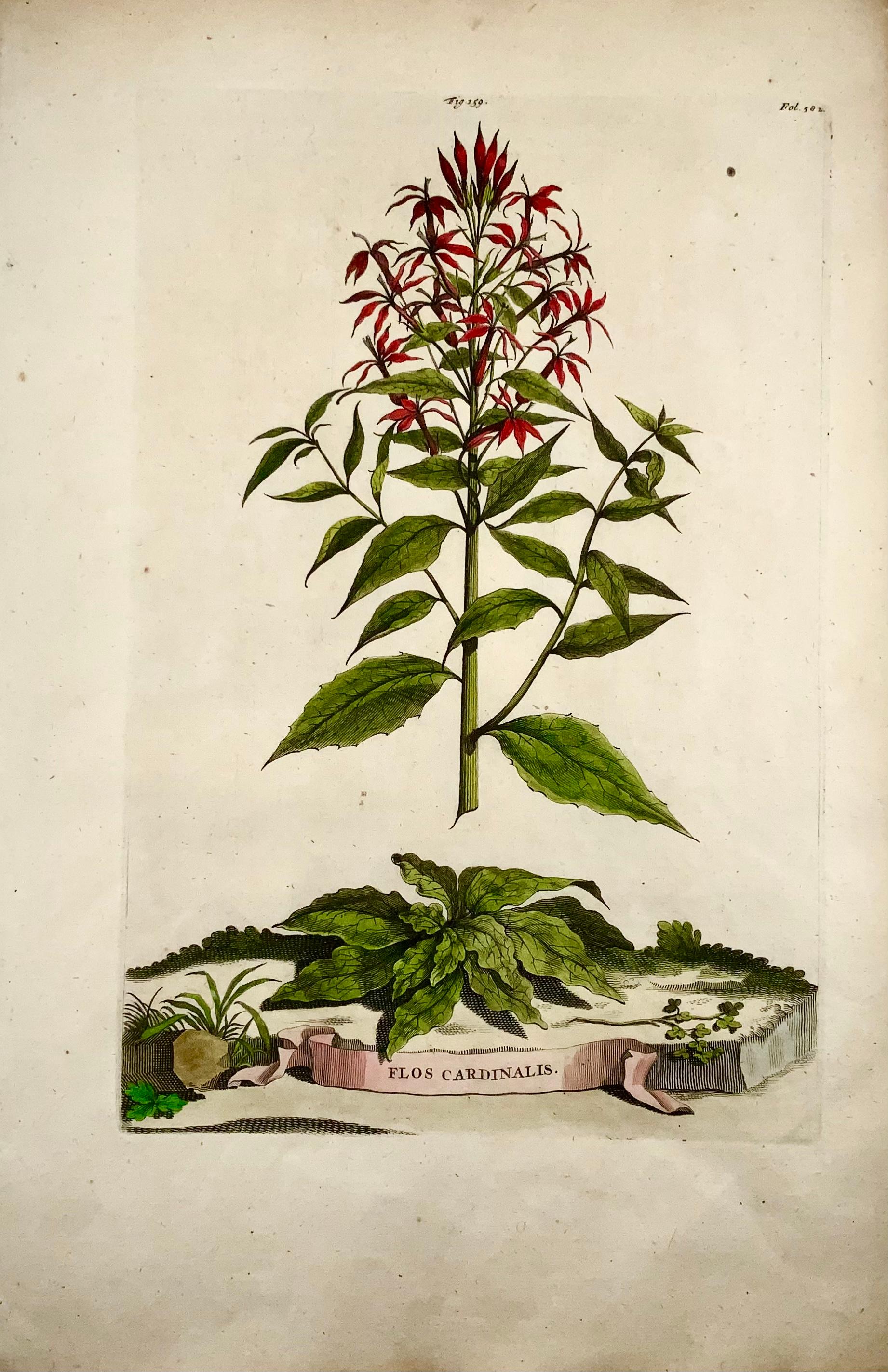 This highly decorative, folio botanical engraving from Abraham Munting's 