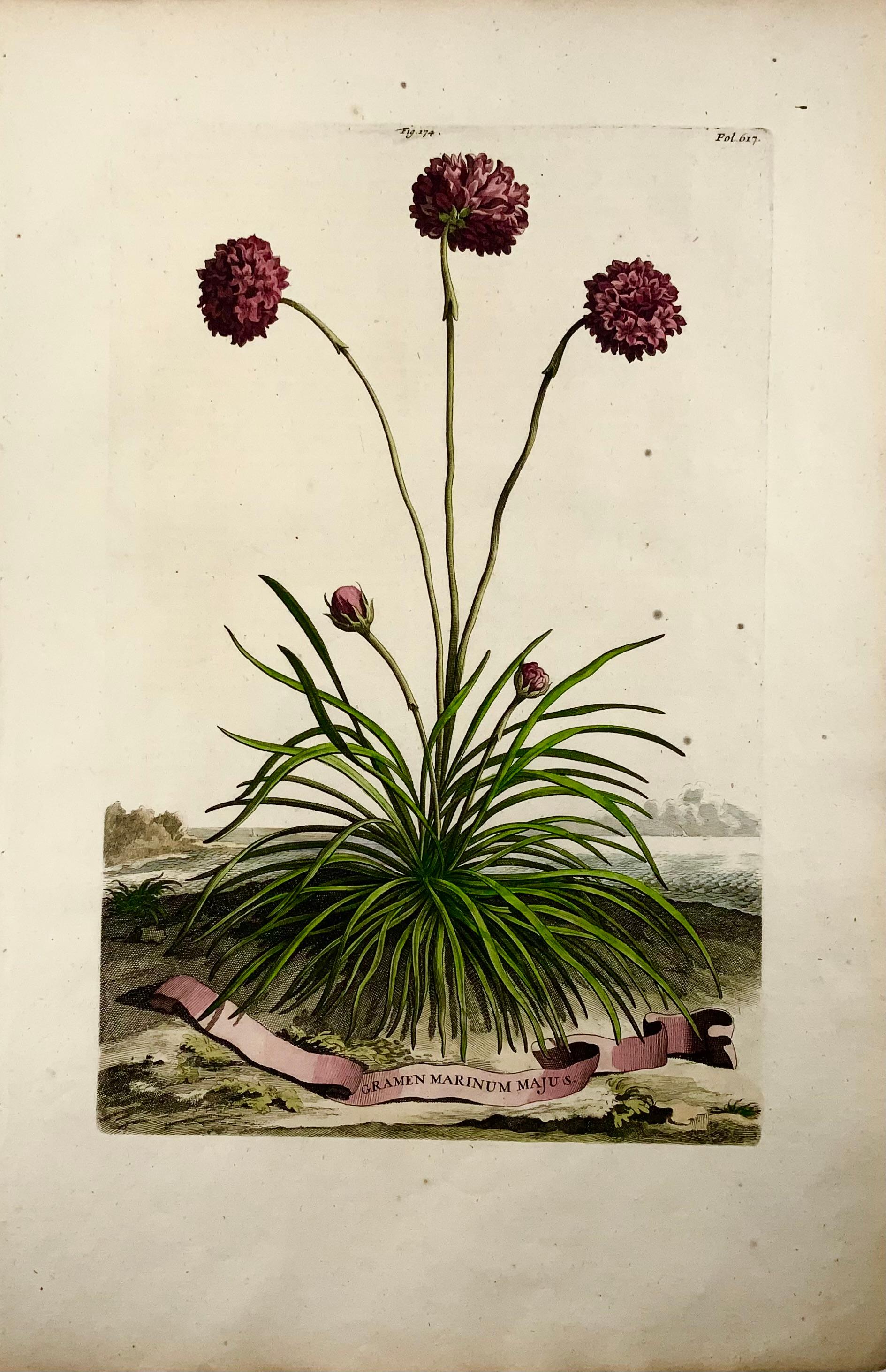 Armeria is a genus of flowering plants. These plants are sometimes known as 