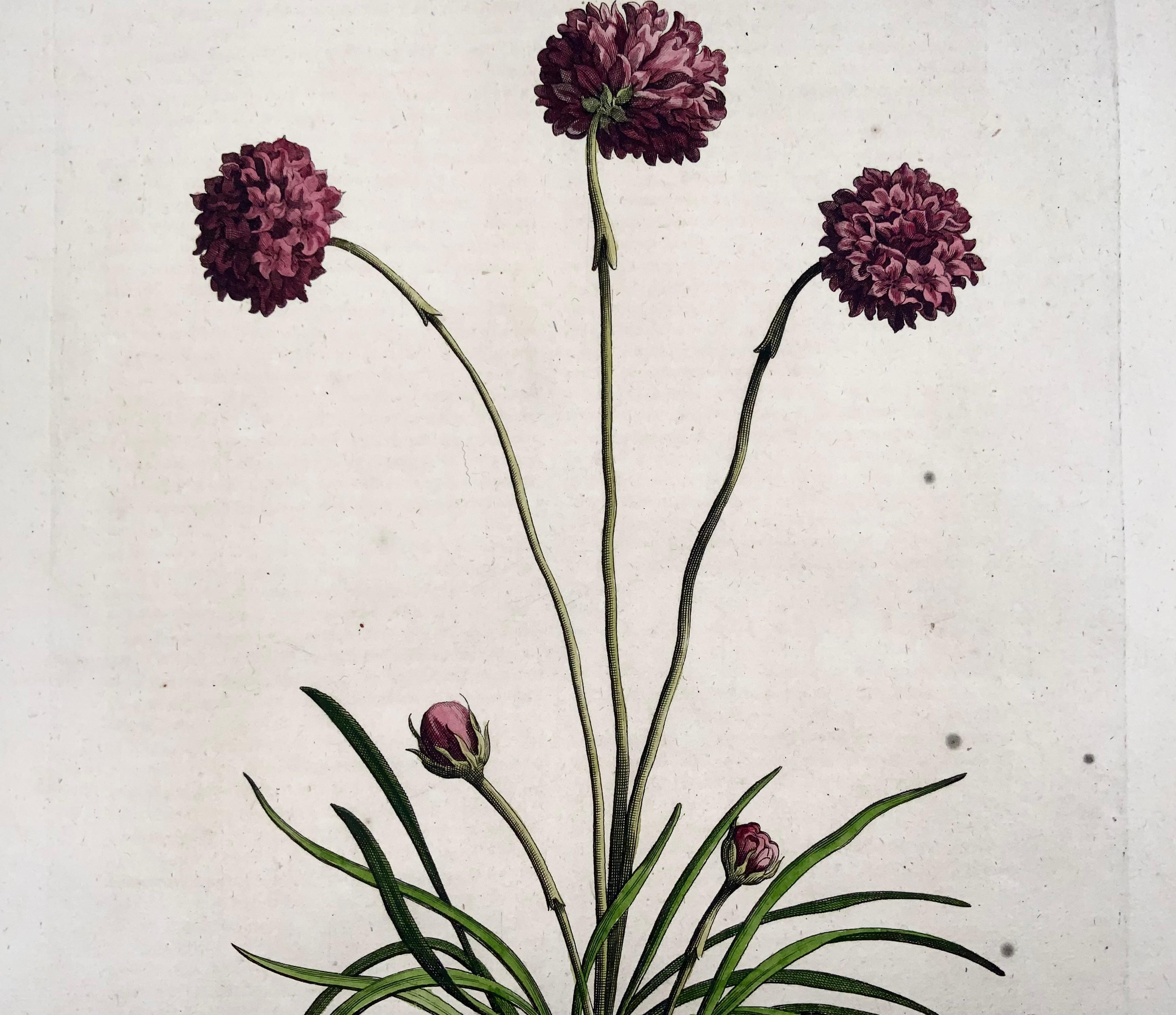 1696 Meeresrosa Thrift, Abraham Munting, großes Folio, botanisch (Radiert) im Angebot