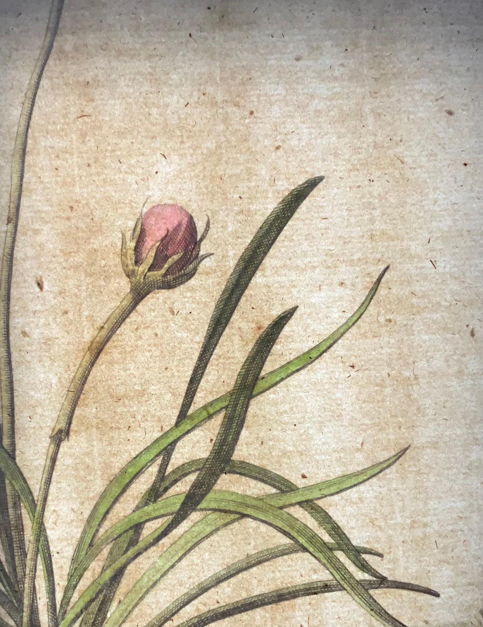 1696 Sea Pink Thrift, Abraham Munting, large folio, botanical In Good Condition For Sale In Norwich, GB