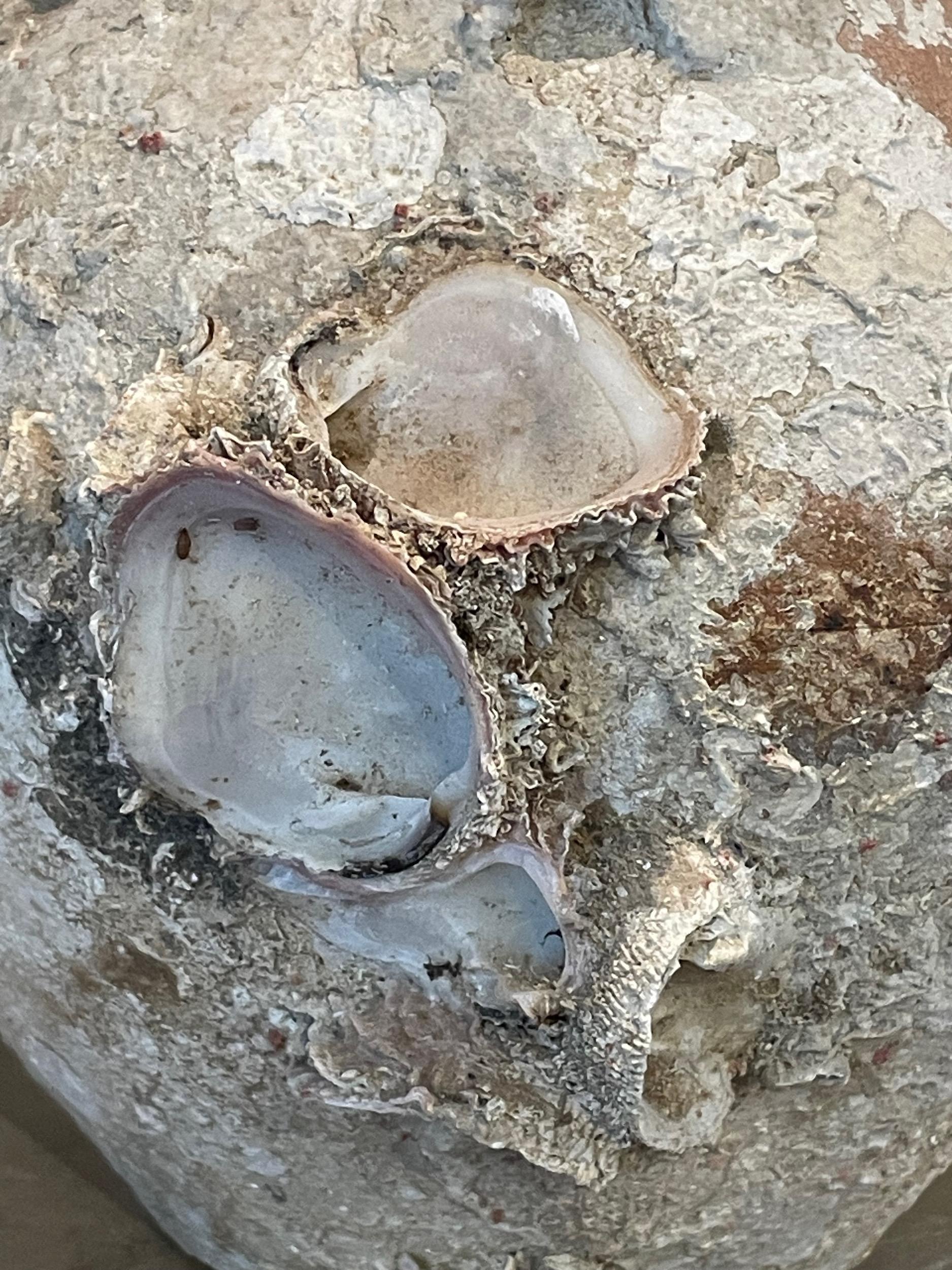 XVIIIe siècle et antérieur Vase Animist Shipwreck du 16ème siècle, Vietnam en vente