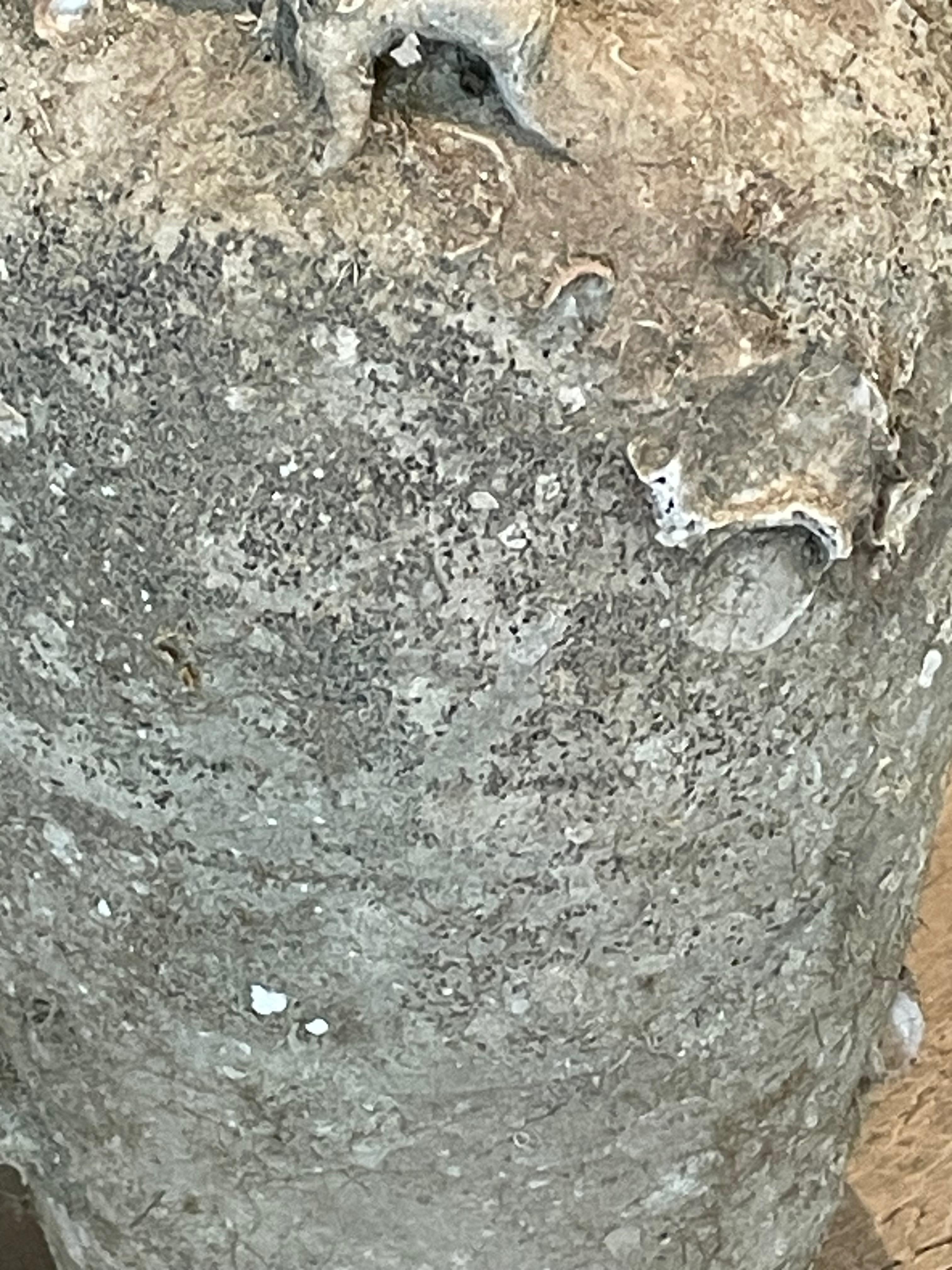 18th Century and Earlier 16th Century Fossil Embedded Shipwreck Vase, Sawankhalok, Thailand For Sale