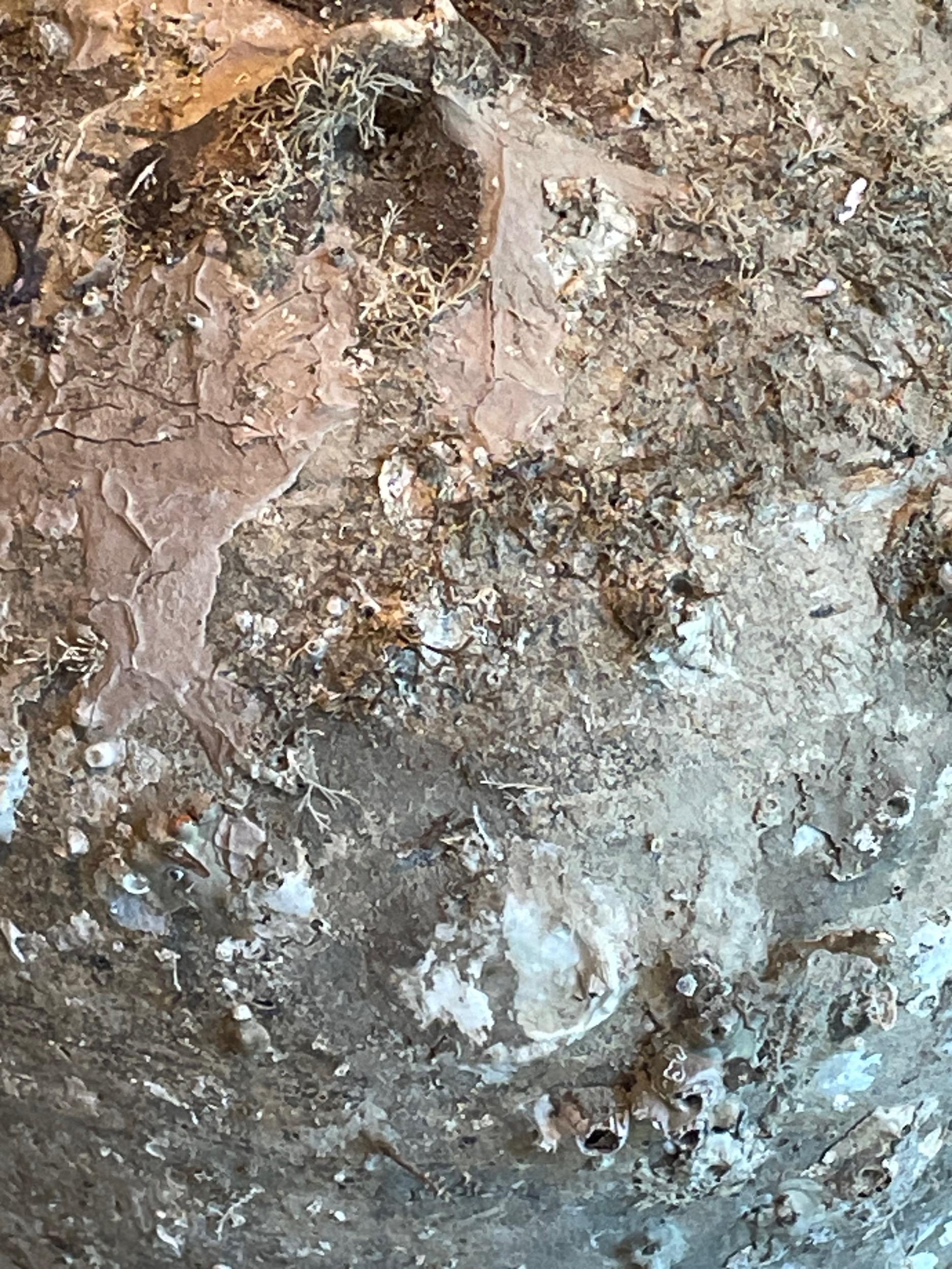 Fino al XVIII secolo Grande nave naufragata del XVI secolo, Sawankhalok, Thailandia in vendita