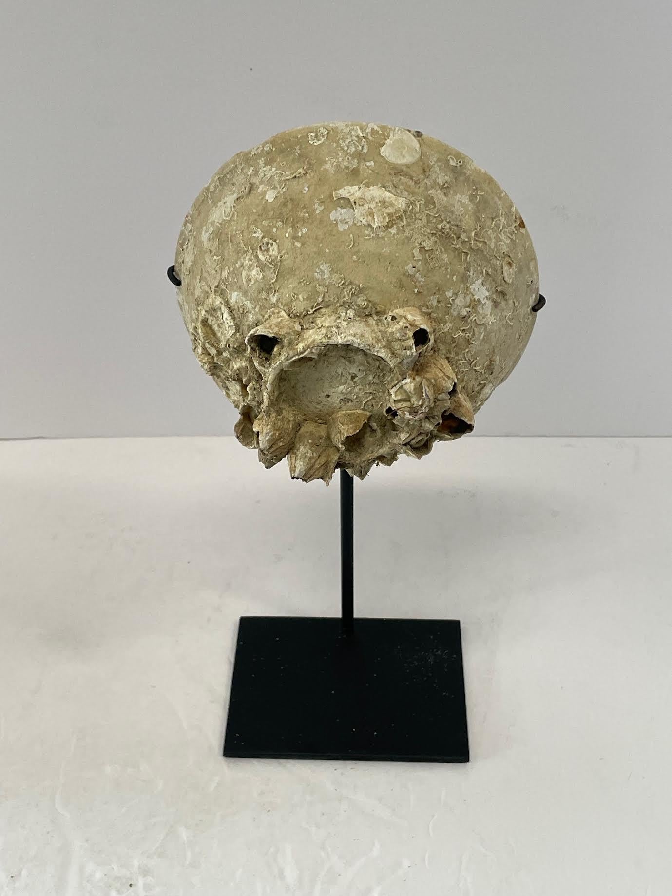 Keramikbecher aus dem 16. Jahrhundert aus einem Schiffswrack auf einem Ständer entdeckt.
Aus der Ming-Dynastie.
Schöne natürliche verwitterte Patina.
Ständermaß 5
