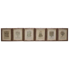16th Century Rare Antique Engravings with Frame, Set of 6