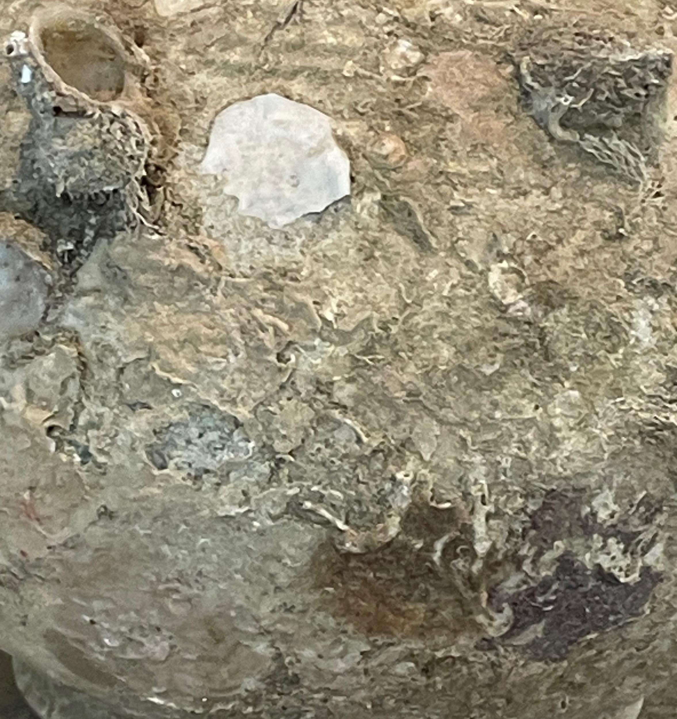 Olla de coco incrustada en un fósil de naufragio del siglo XVI en Sawankhalok, Tailandia en Bueno estado para la venta en New York, NY