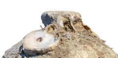 16th Century Ship Wreck Coconut Vessel, Thailand