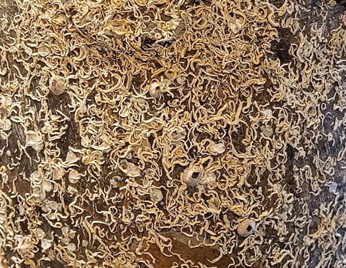 Vietnamesisches Schiffswrack aus dem 16. Jahrhundert mit ungewöhnlicher Form, Vietnam (Keramik) im Angebot