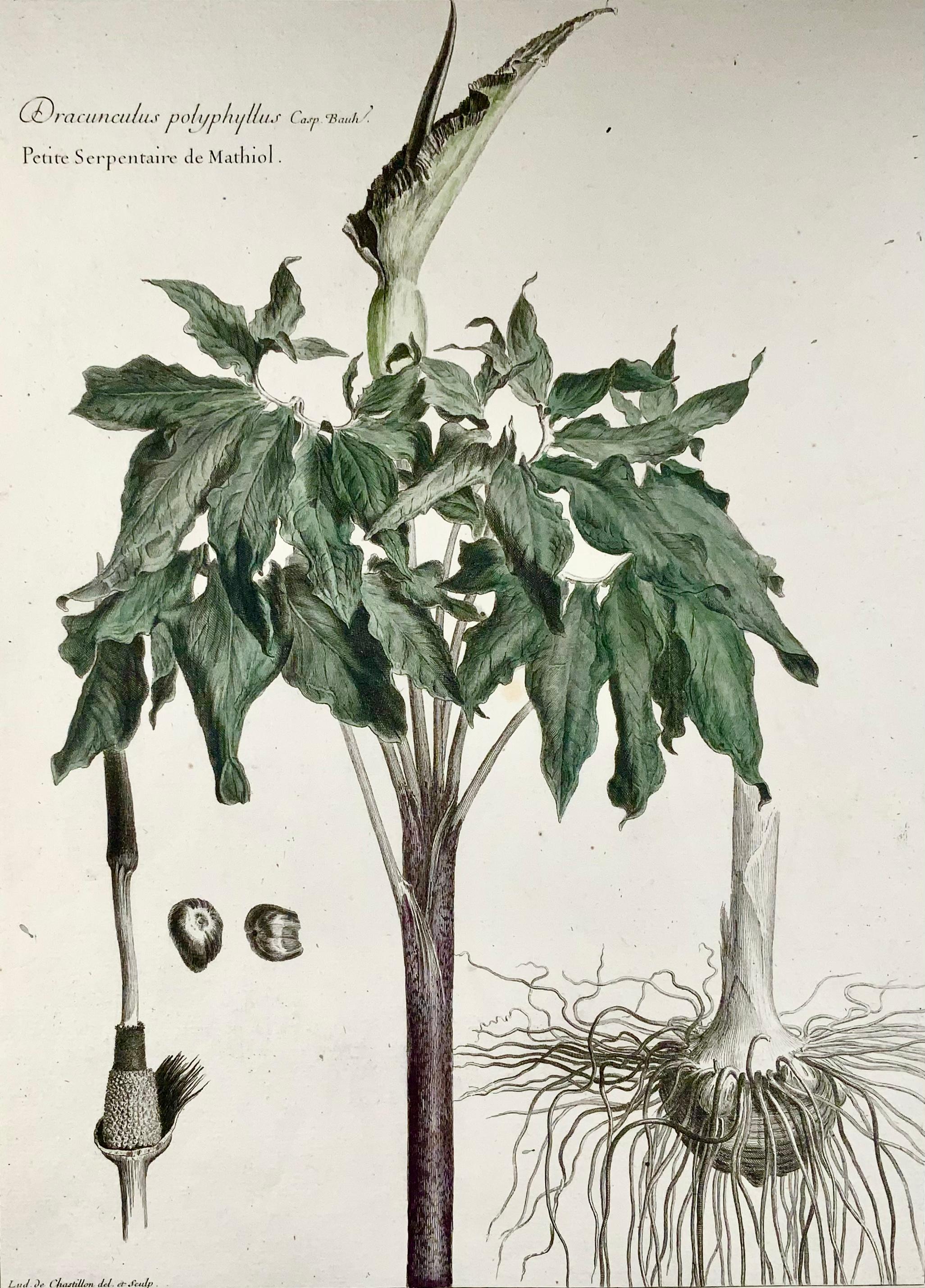 French 1710 C Dragon Lily, Lud. De Chastillon Del. Et Sculp., Master Engraving For Sale