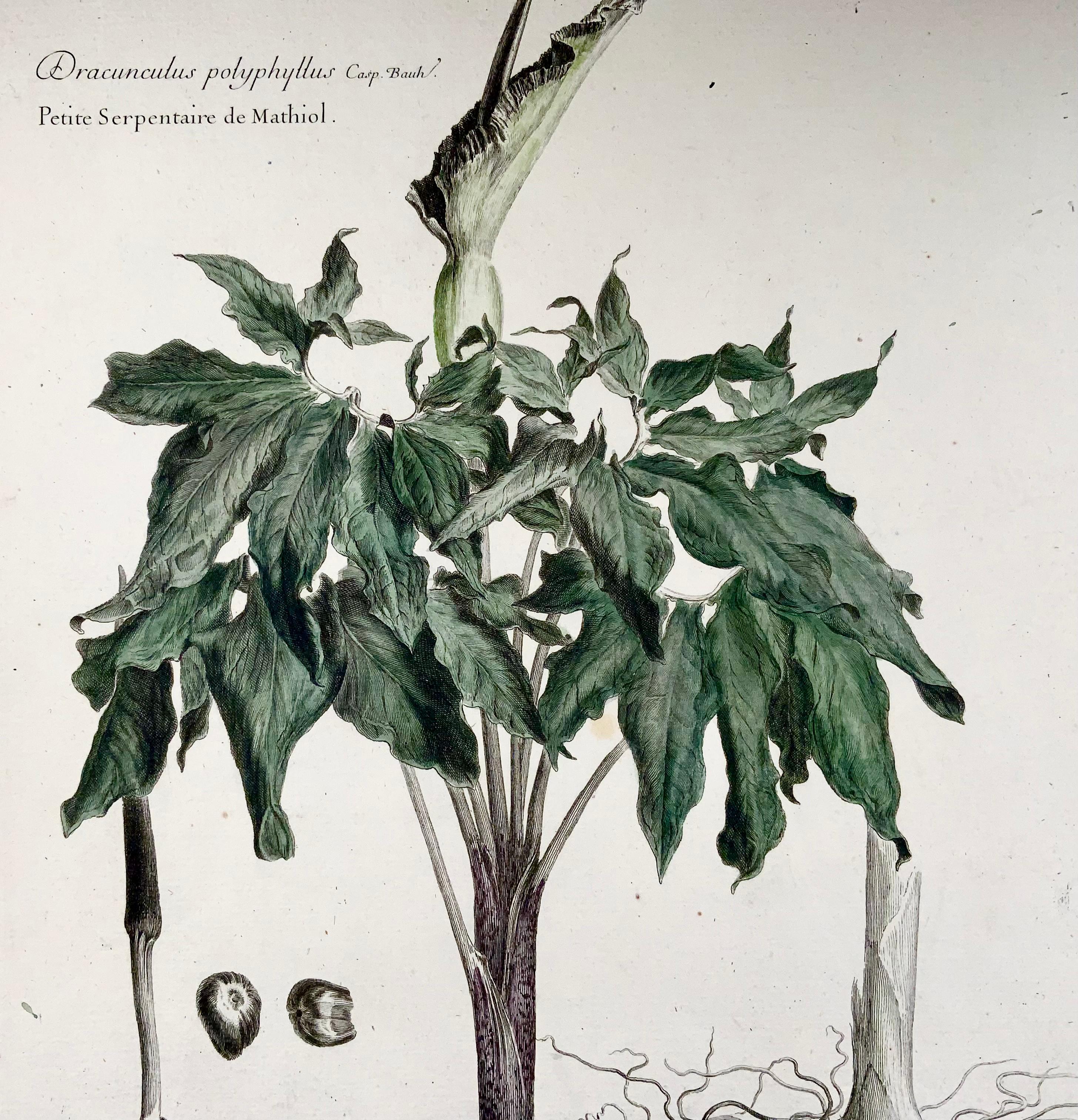 Etched 1710 C Dragon Lily, Lud. De Chastillon Del. Et Sculp., Master Engraving For Sale