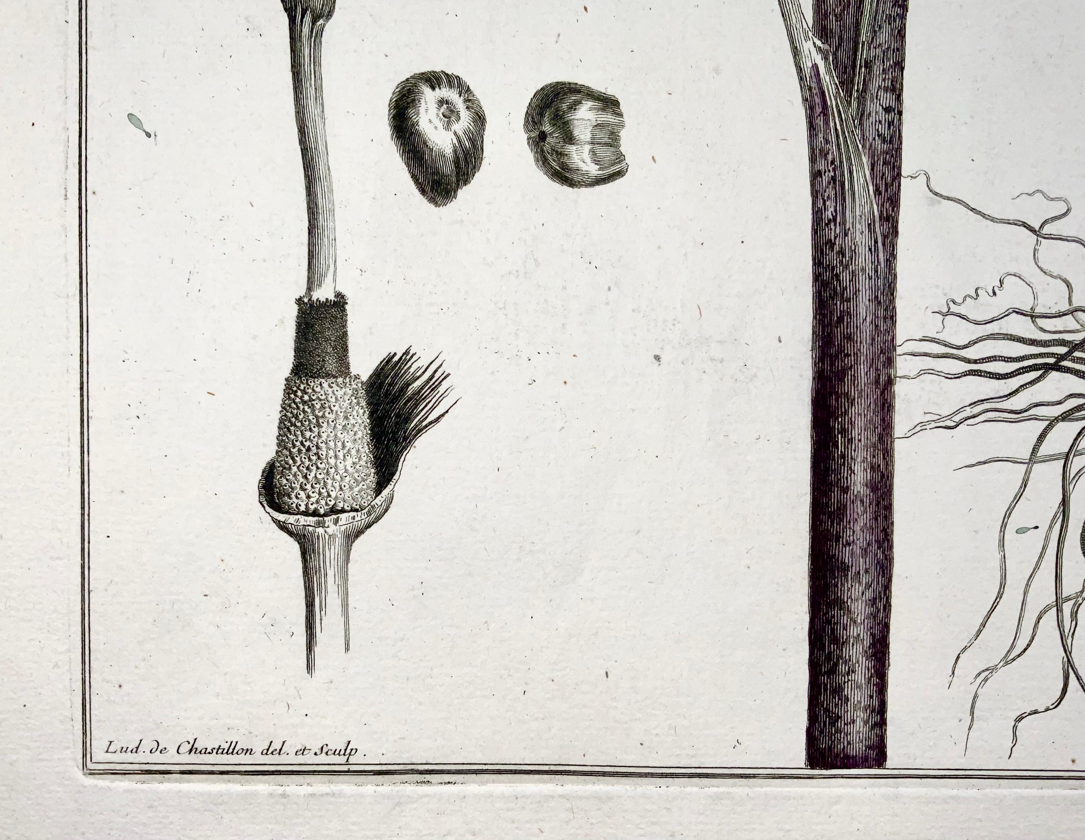 1710 C Dragon Lily, Lud. De Chastillon Del. Et Sculp., Master Engraving In Excellent Condition For Sale In Norwich, GB