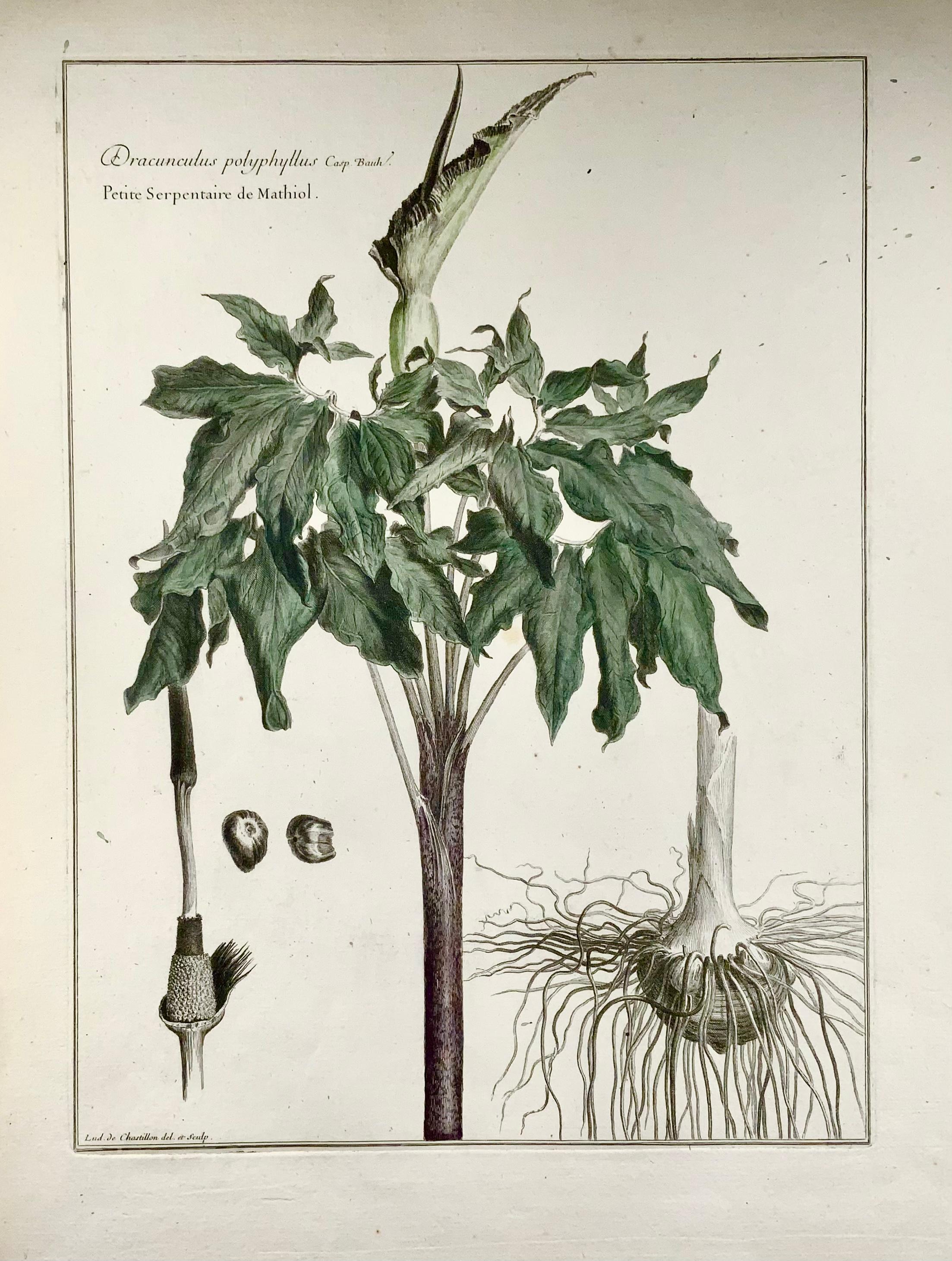 Paper 1710 C Dragon Lily, Lud. De Chastillon Del. Et Sculp., Master Engraving For Sale
