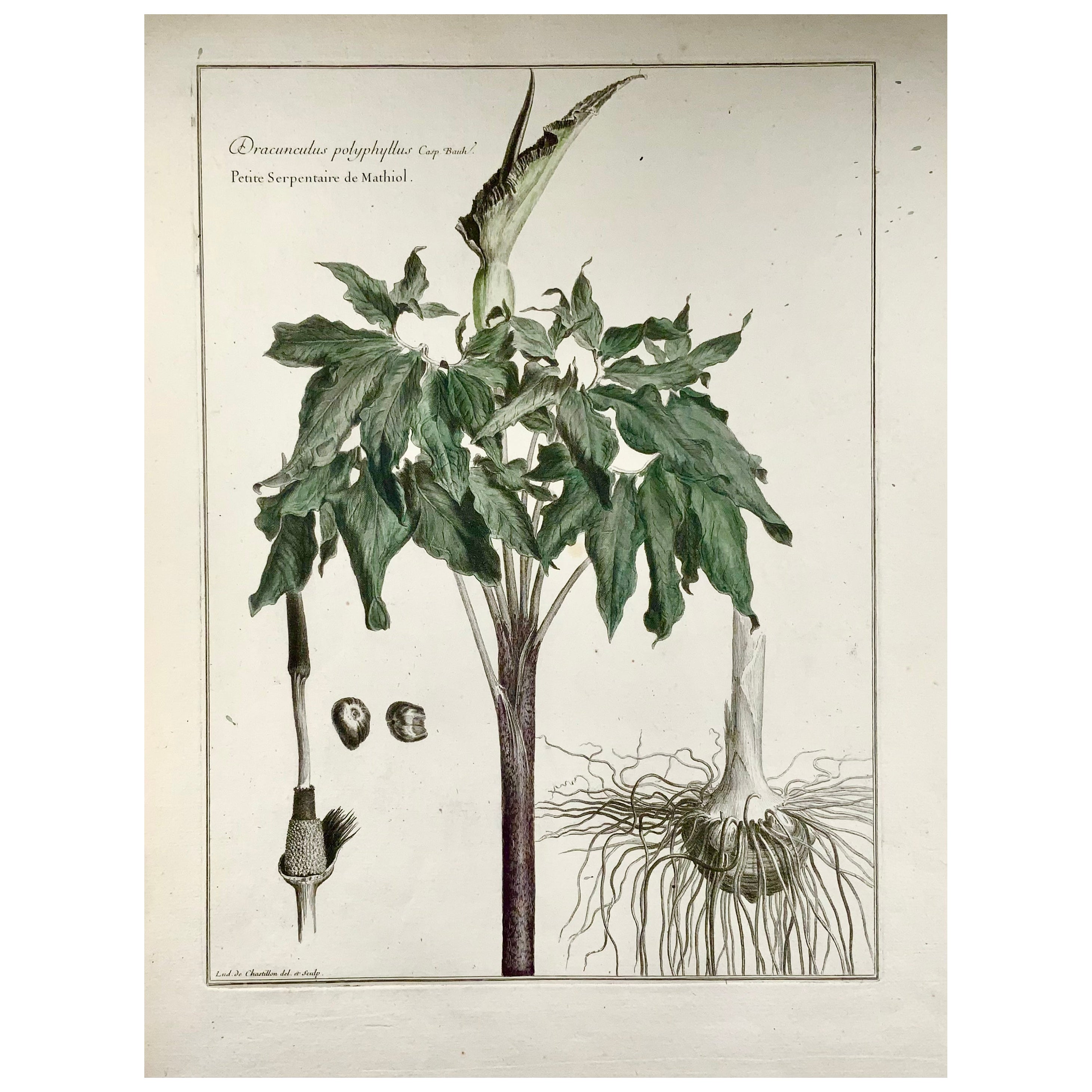 1710 C Dragon Lily, Lud. De Chastillon Del. Et Sculp., Master Engraving For Sale