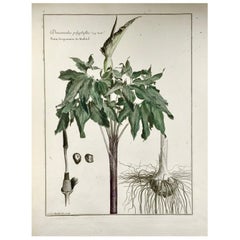 1710 C Dragon Lily, Lud. De Chastillon Del. Et Sculp., Master Engraving