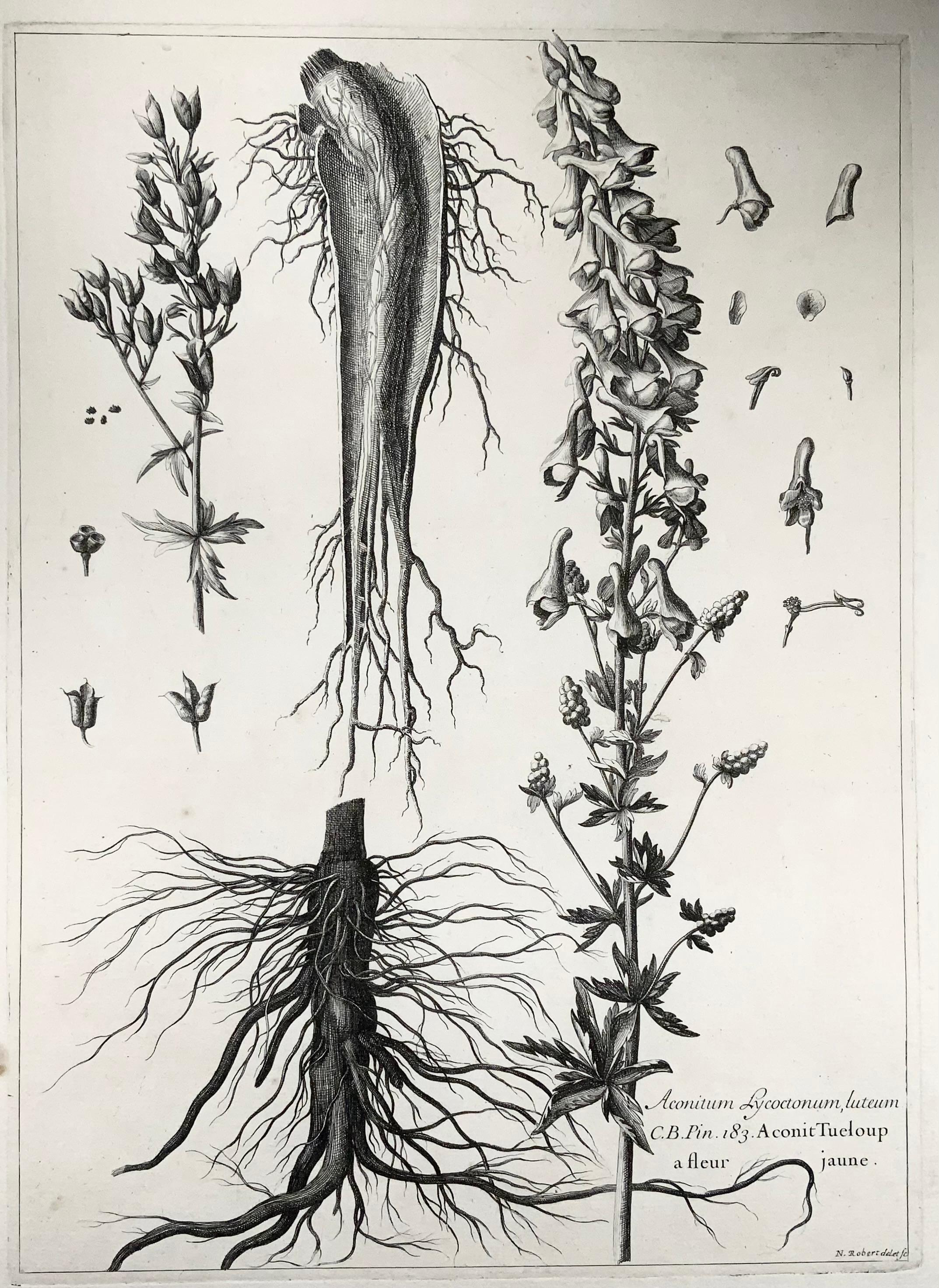 Eisenhut (Aconitum lycoctonum)

Der Eisenhut (Aconitum lycoctonum) ist eine in weiten Teilen Europas und Nordasiens beheimatete Pflanzenart aus der Gattung der Eisenhüte (Aconitum) in der Familie der Hahnenfußgewächse (Ranunculaceae). Sie kommt im