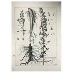 1720 C Wolf’s Bane, Nicholas Robert '1610-1684', Huge Folio Engraving