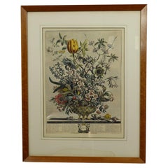 1730 Robert Furber February Floral Calendar Hand Colored Etching By H Fletcher