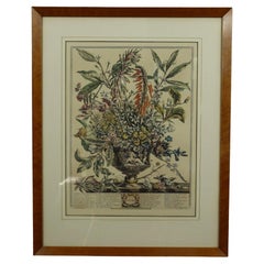 1730 Robert Furber - January Floral Calendar Hand Colored Etching by H Fletcher