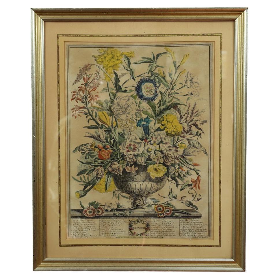 1730 Robert Furber September Blumenkalender, handkolorierte Radierung von H Fletcher