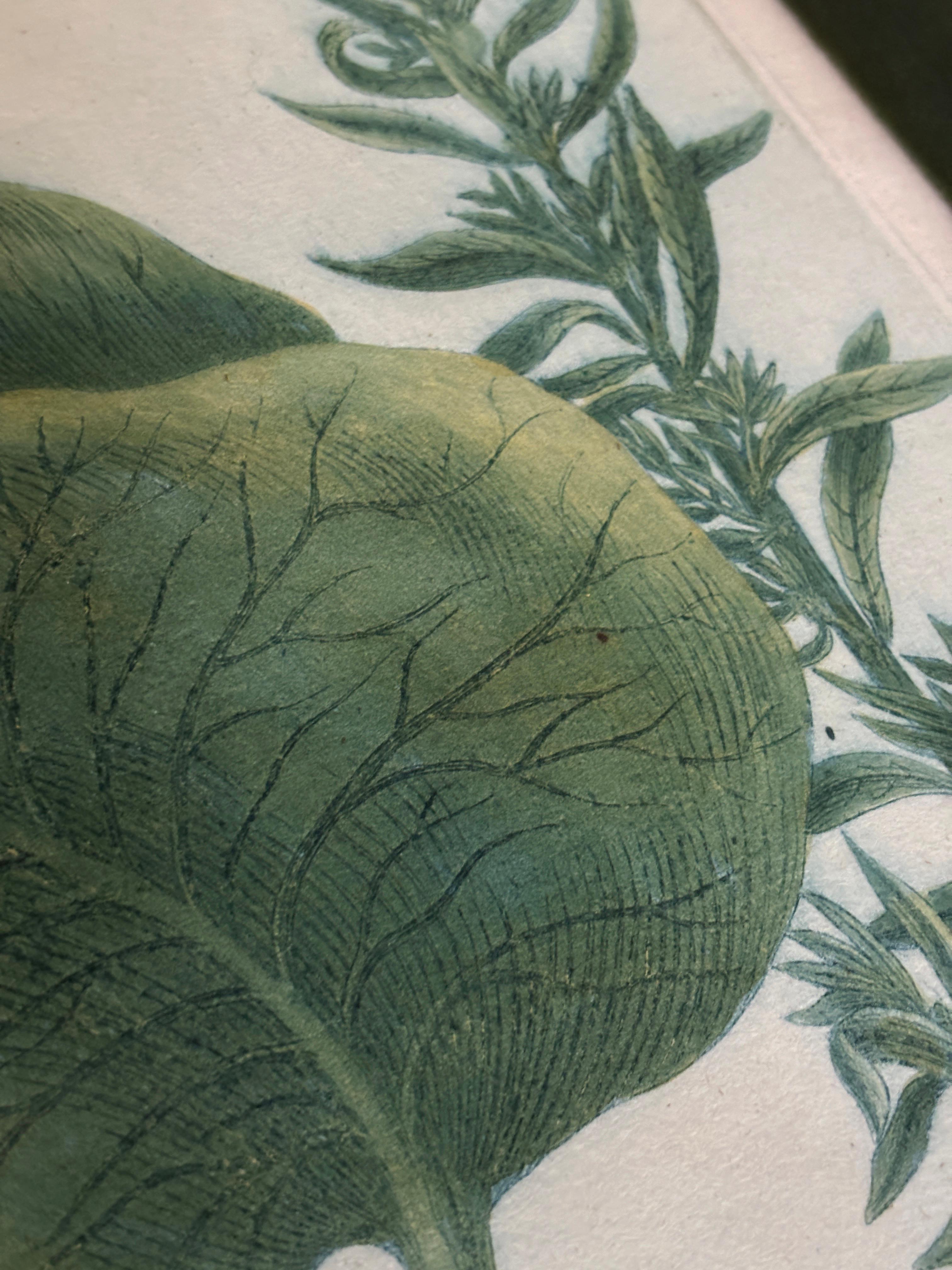 Gerahmte botanische Gravur 1736-45, Johann Wilhelm Weinmann im Angebot 2