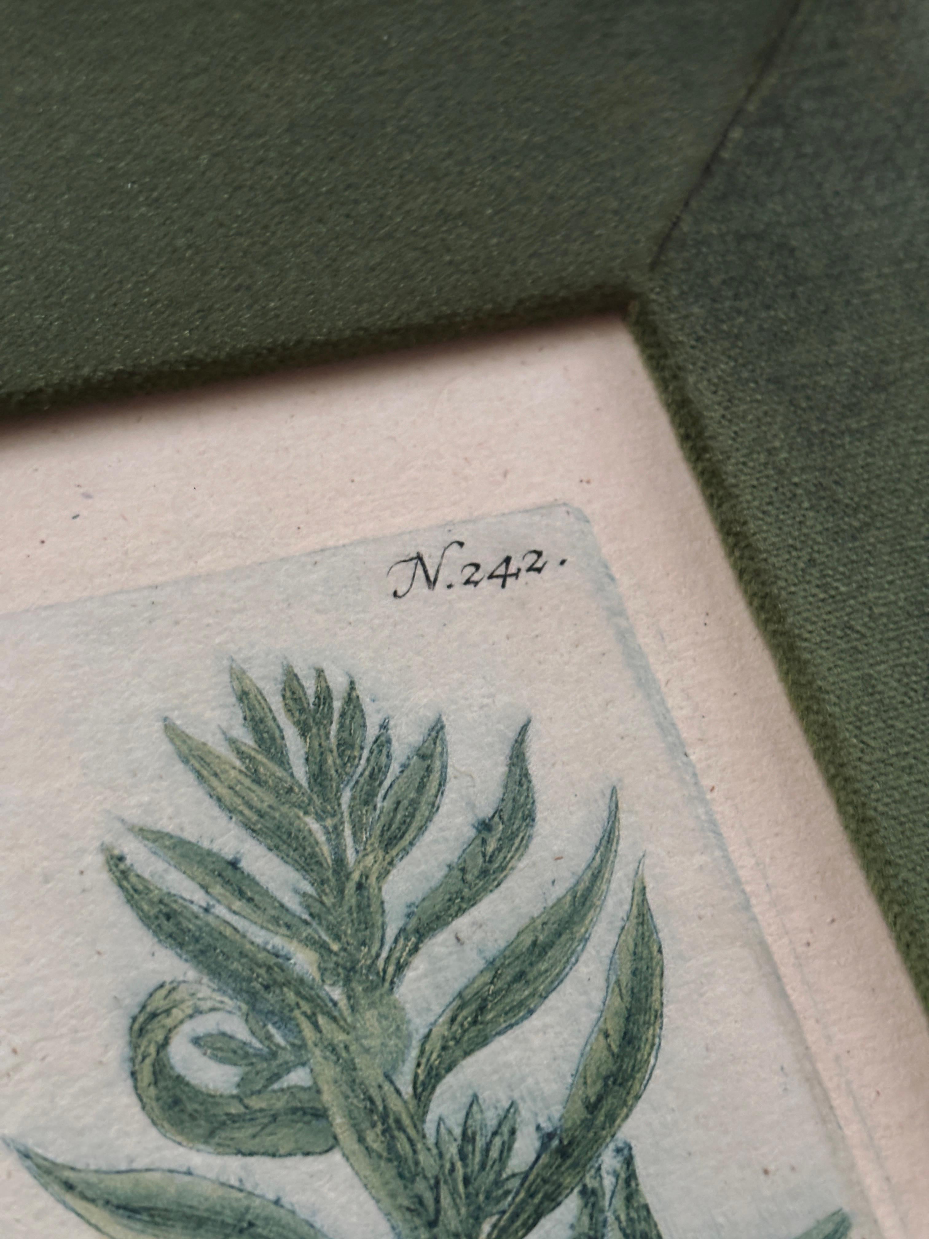 Gerahmte botanische Gravur 1736-45, Johann Wilhelm Weinmann  im Angebot 3