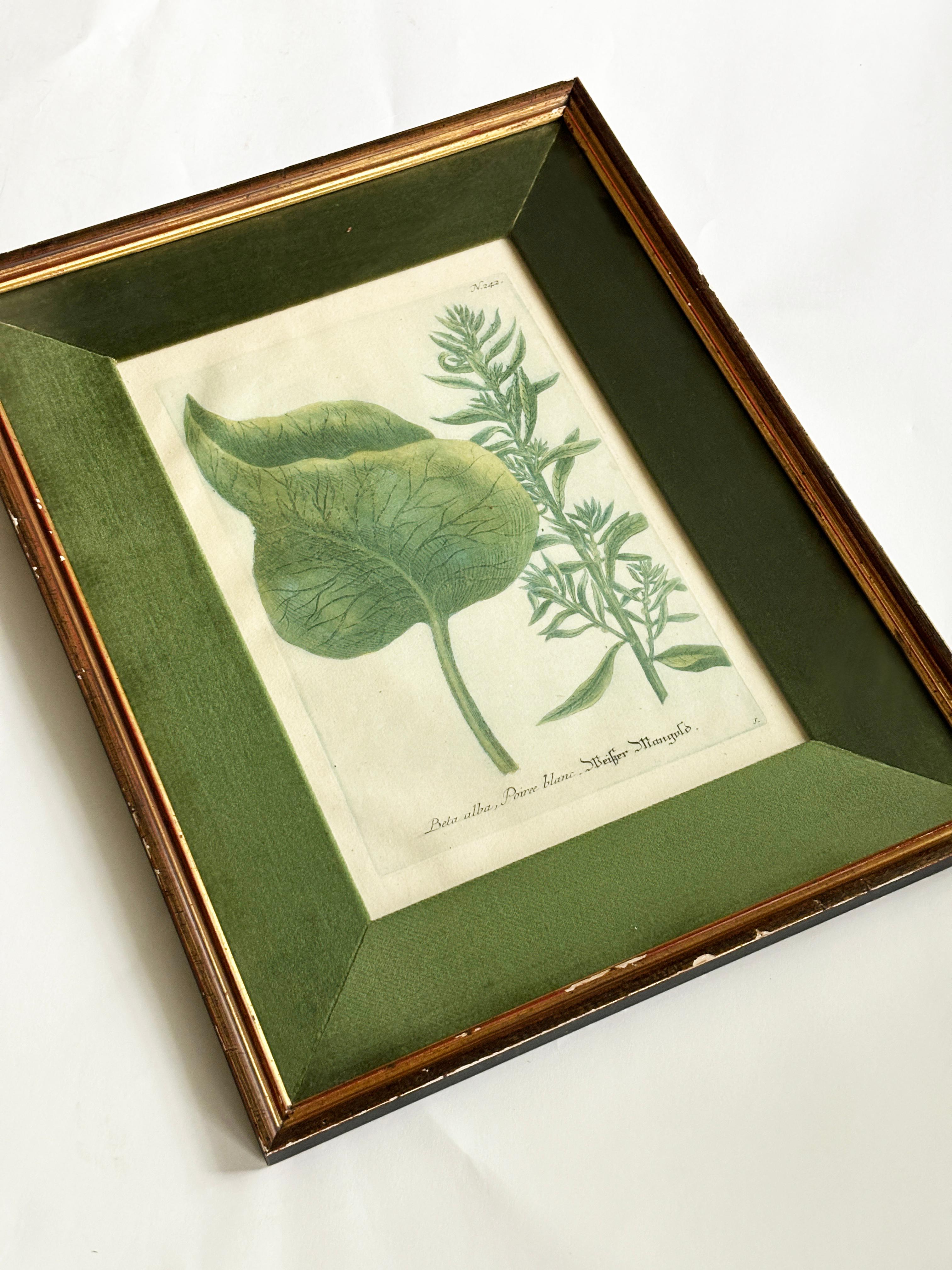 Framed Botanical Engraving, Johann Wilhelm Weinmann. Johann Wilhelm Weinmann (German 1683-1741) Published in Amsterdam & Ratisbon, 1736-45. This copper engraving was created in  1734. This image is among the earliest examples of color printing from