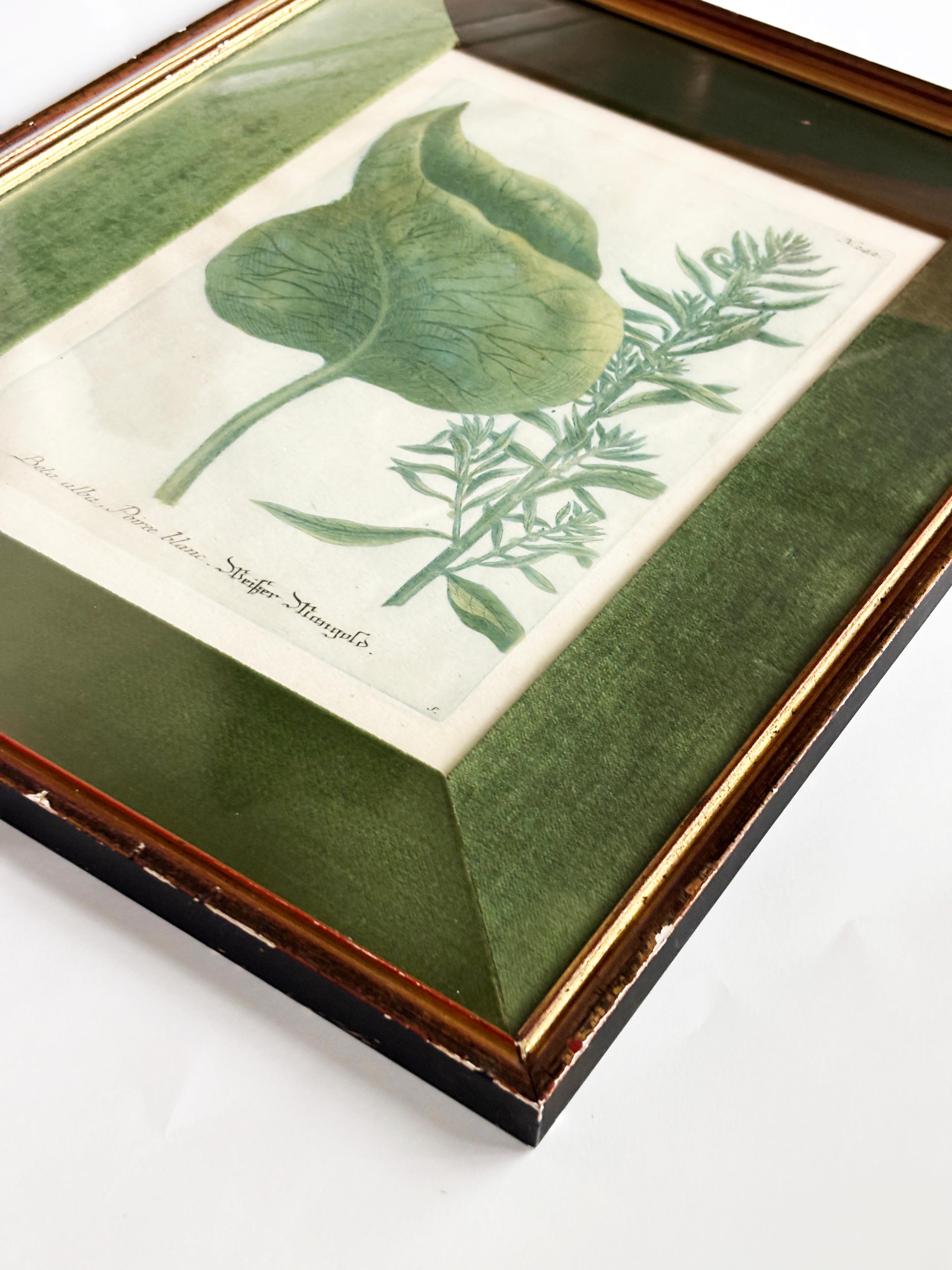 Gerahmte botanische Gravur 1736-45, Johann Wilhelm Weinmann  (Sonstiges) im Angebot