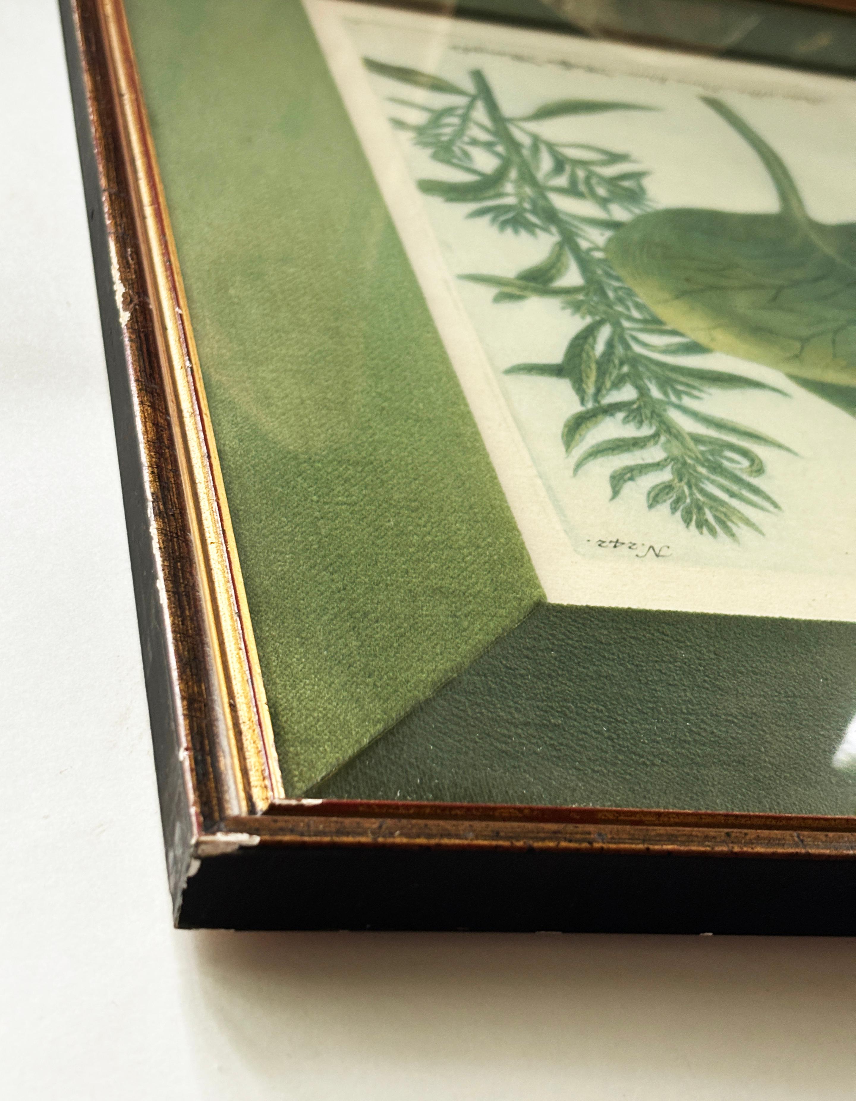 1736-45 Framed Botanical Engraving, Johann Wilhelm Weinmann  In Good Condition For Sale In Louisville, KY