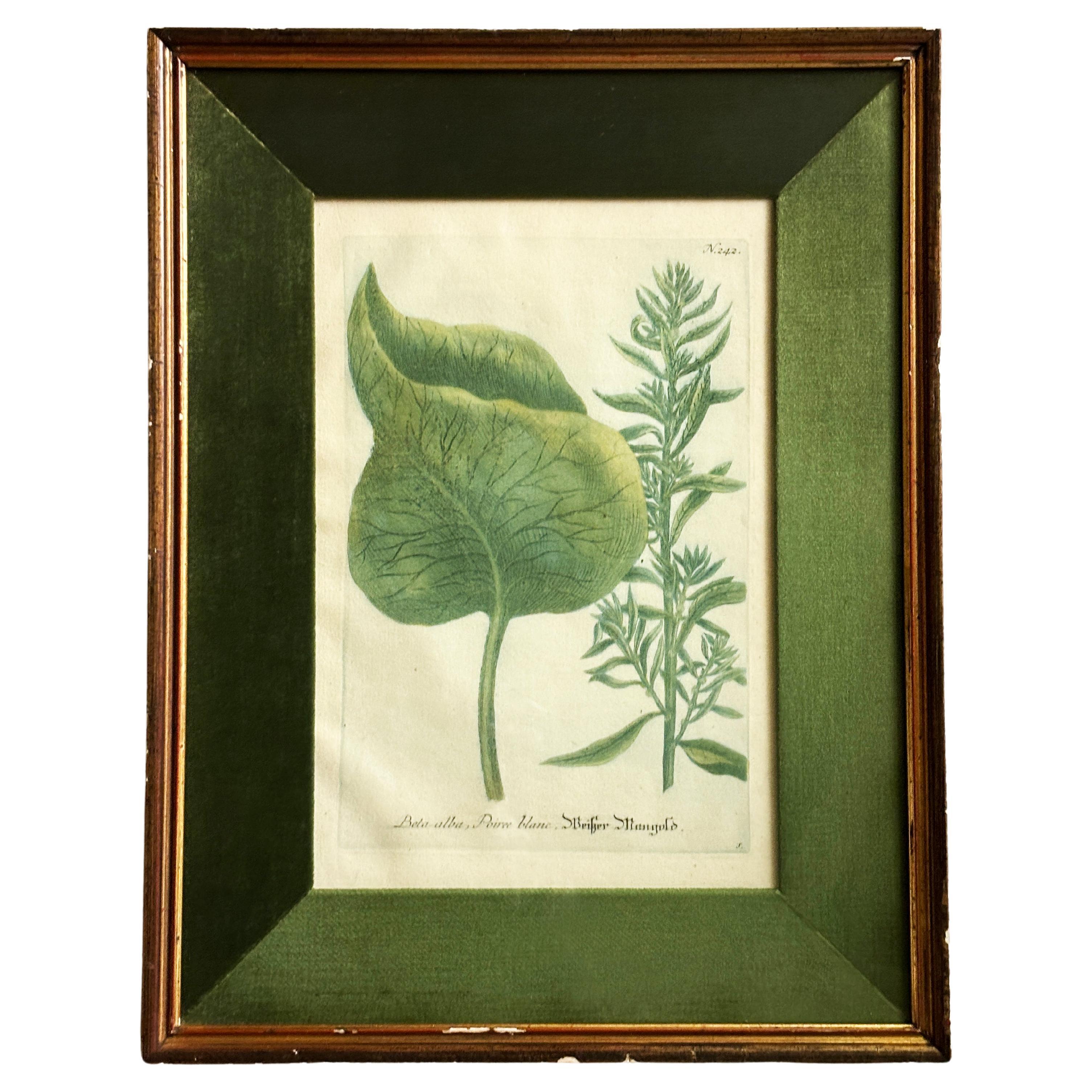 1736-45 Framed Botanical Engraving, Johann Wilhelm Weinmann  For Sale