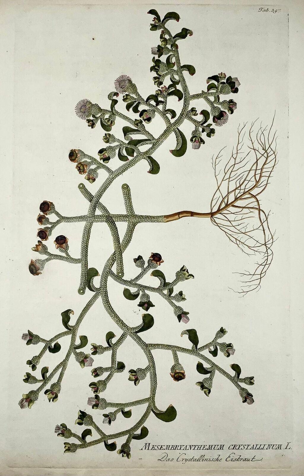 J. J. Plenck

Icones plantarum medicinalium, Wien 1788 ff.

Blattgröße 45 x 29 cm.

Referenzen Nissen, BBI 1536, Große Blumenbücher 70 u. de Belder 281

Joseph Jacob Plenck (Plencke in einigen Werken)  (1735-1807) war ein österreichischer Arzt und