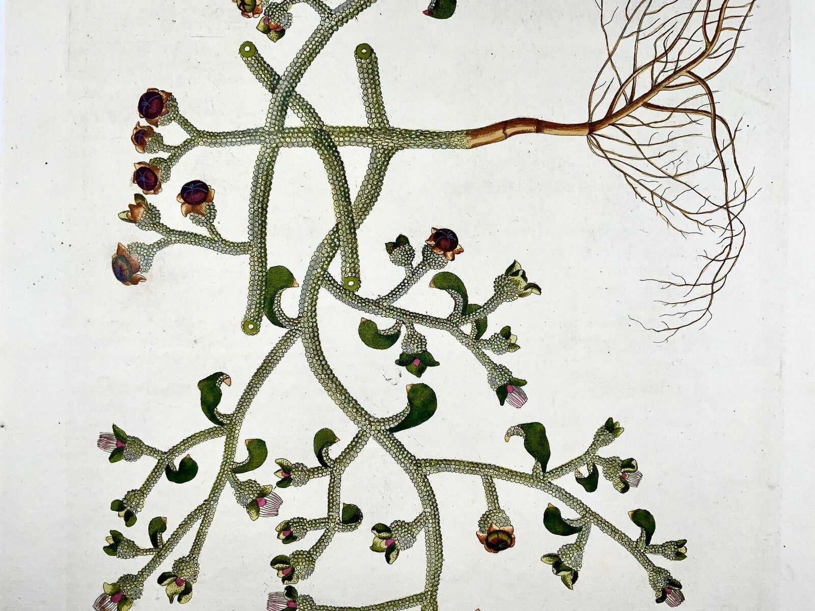 Georgian 1788 Ice Plant, Botany, J. J. Plenck, Icones Plantarum, Folio Hand Coloured For Sale