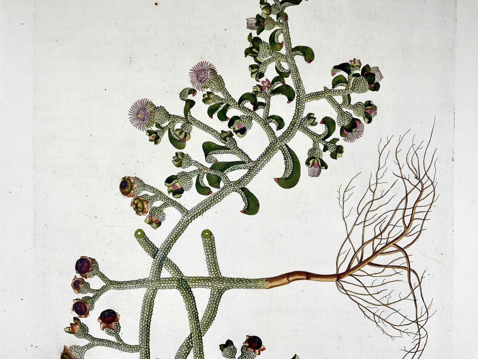 German 1788 Ice Plant, Botany, J. J. Plenck, Icones Plantarum, Folio Hand Coloured For Sale