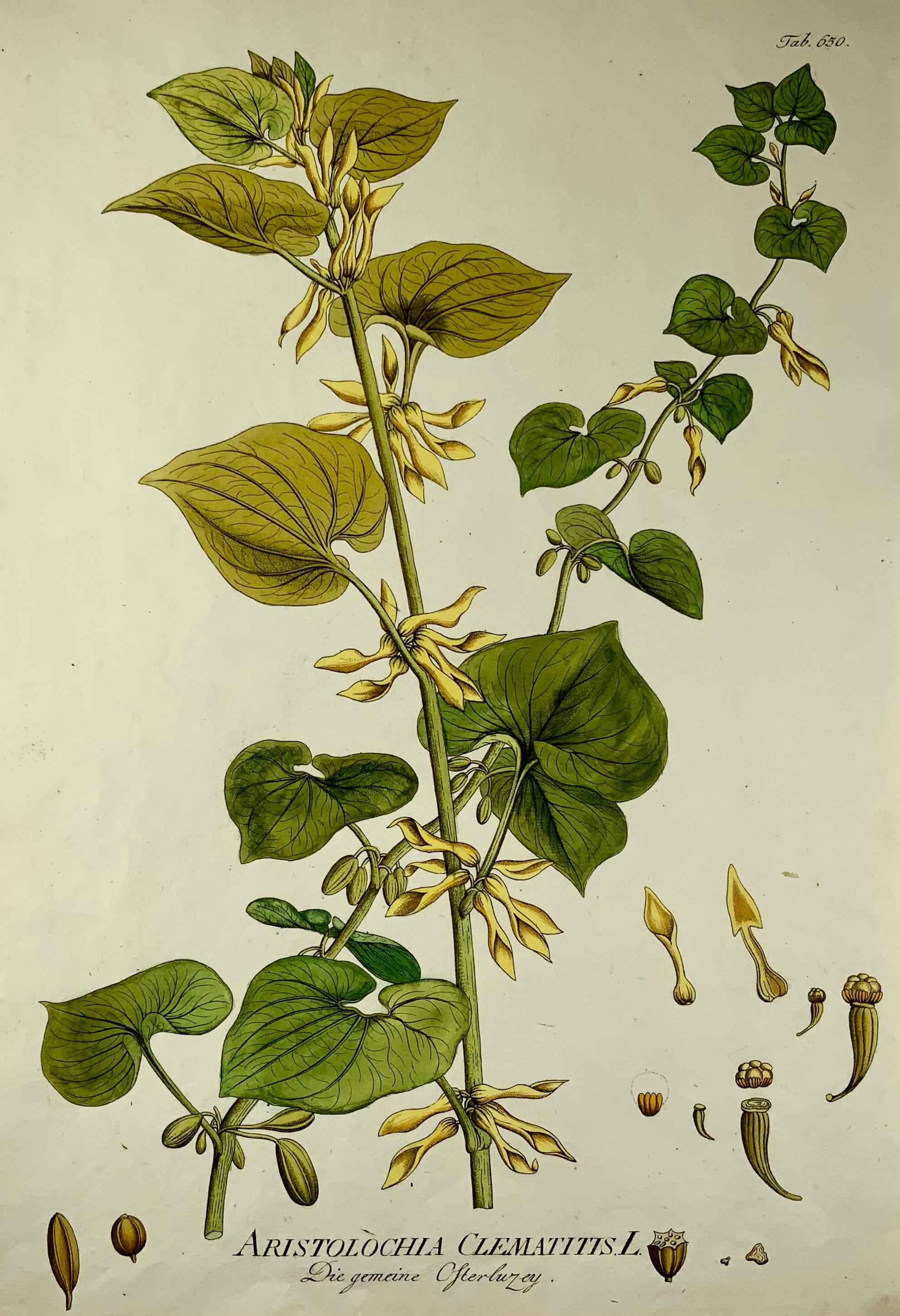 Aristolochia Clematitis, Birthwort

Aristolochia clematitis, the birthwort is a twining herbaceous plant in the family Aristolochiaceae, which is native to Europe. The leaves are heart shaped and the flowers are pale yellow and tubular in form. The