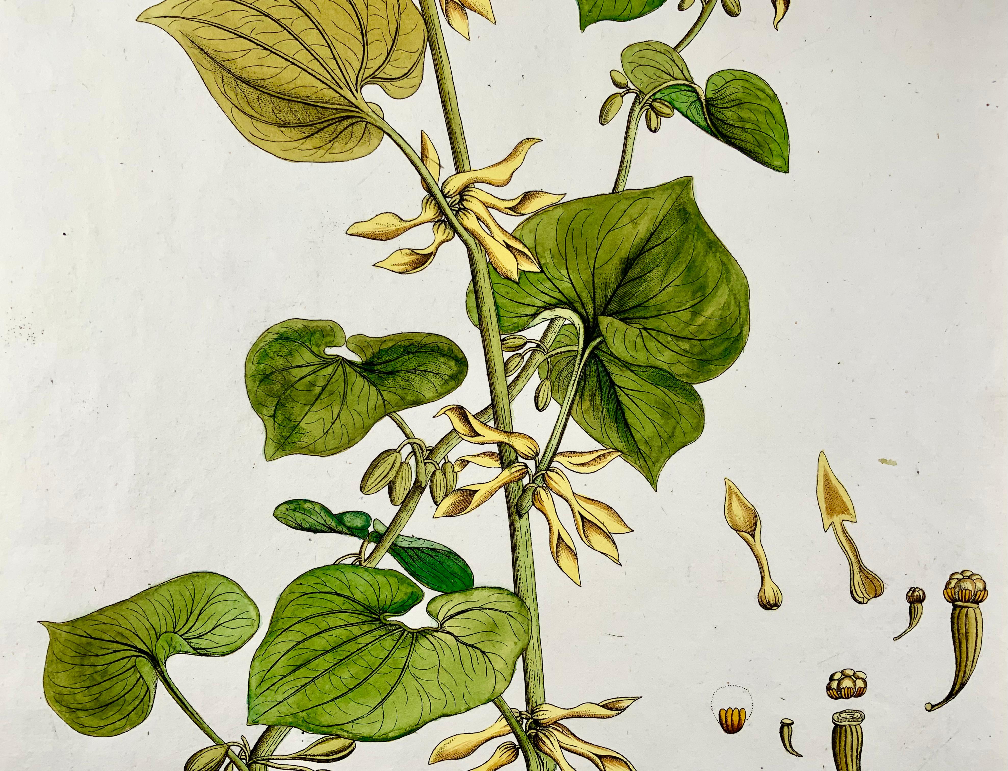 Georgian 1788 J. J. Plenck, Aristolochia Clematitis, Birthwort, Large folio, Hand colored For Sale