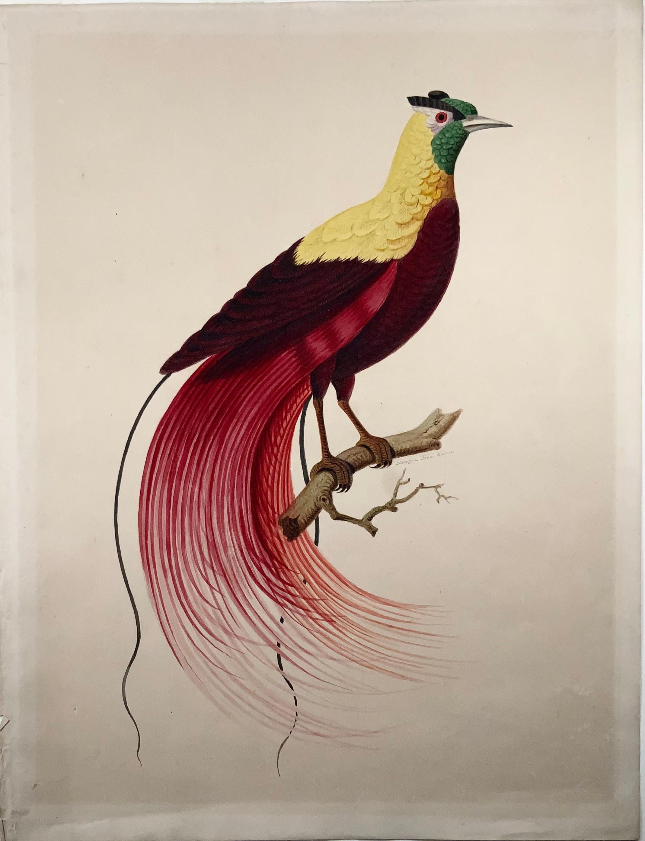 Georgian 1790 ca Giuseppe Troni (1739-1810), Red bird of paradise, large format gouache For Sale