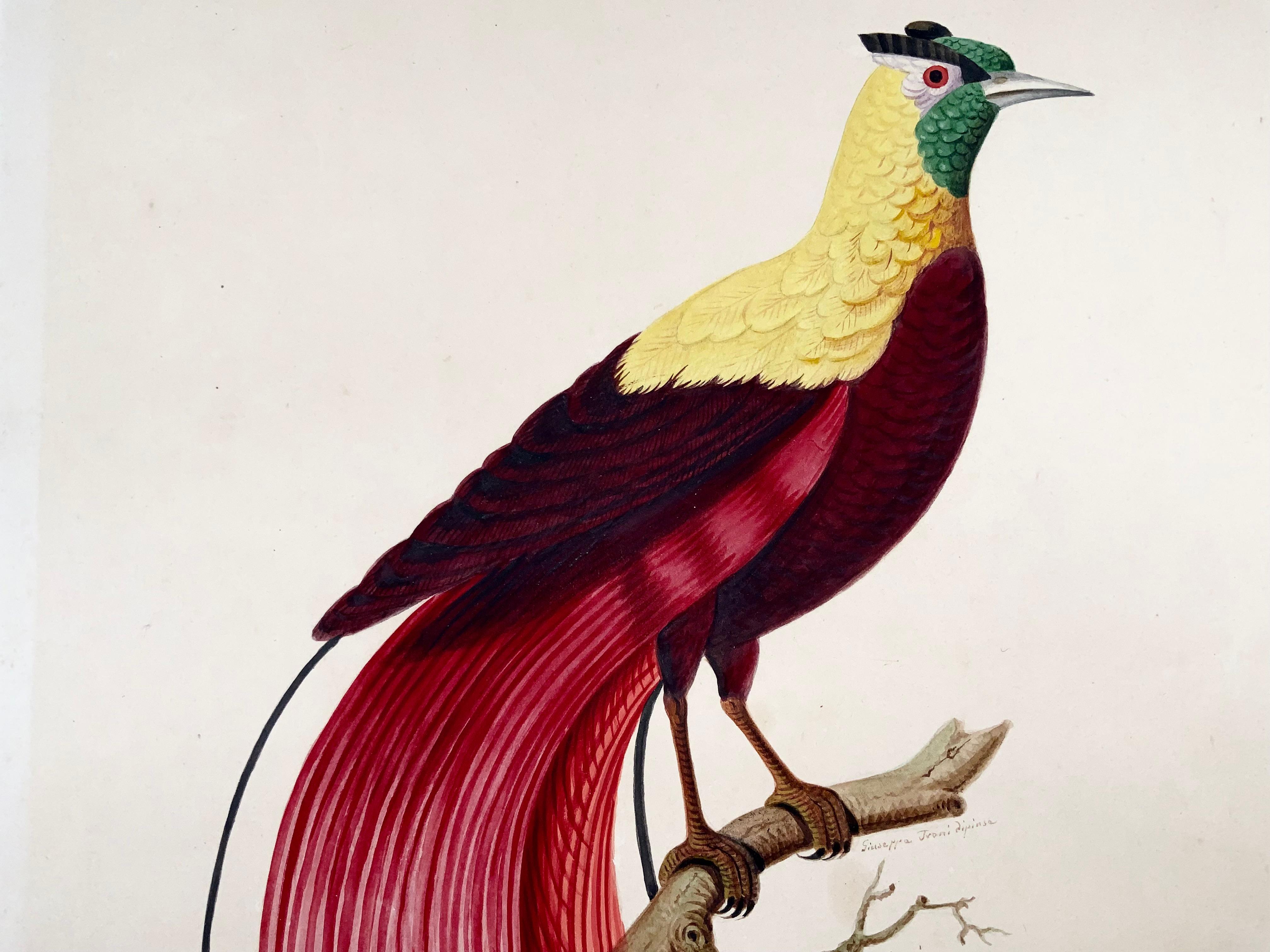 1790 ca. Giuseppe Troni (1739-1810), Roter Vogel des Paradieses, großformatige Gouache (Handbemalt) im Angebot