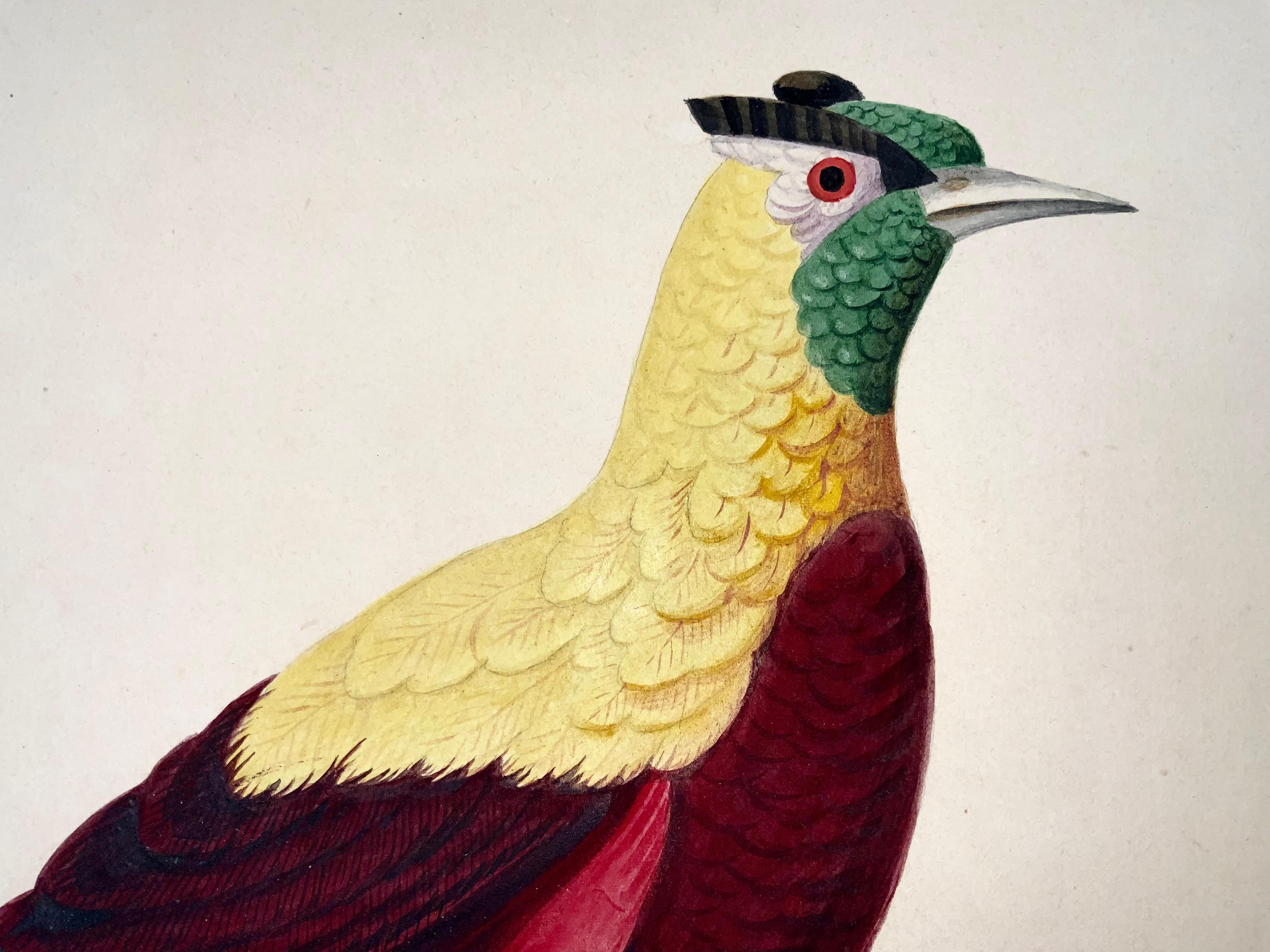 1790 ca Giuseppe Troni (1739-1810), Red bird of paradise, large format gouache In Good Condition For Sale In Norwich, GB