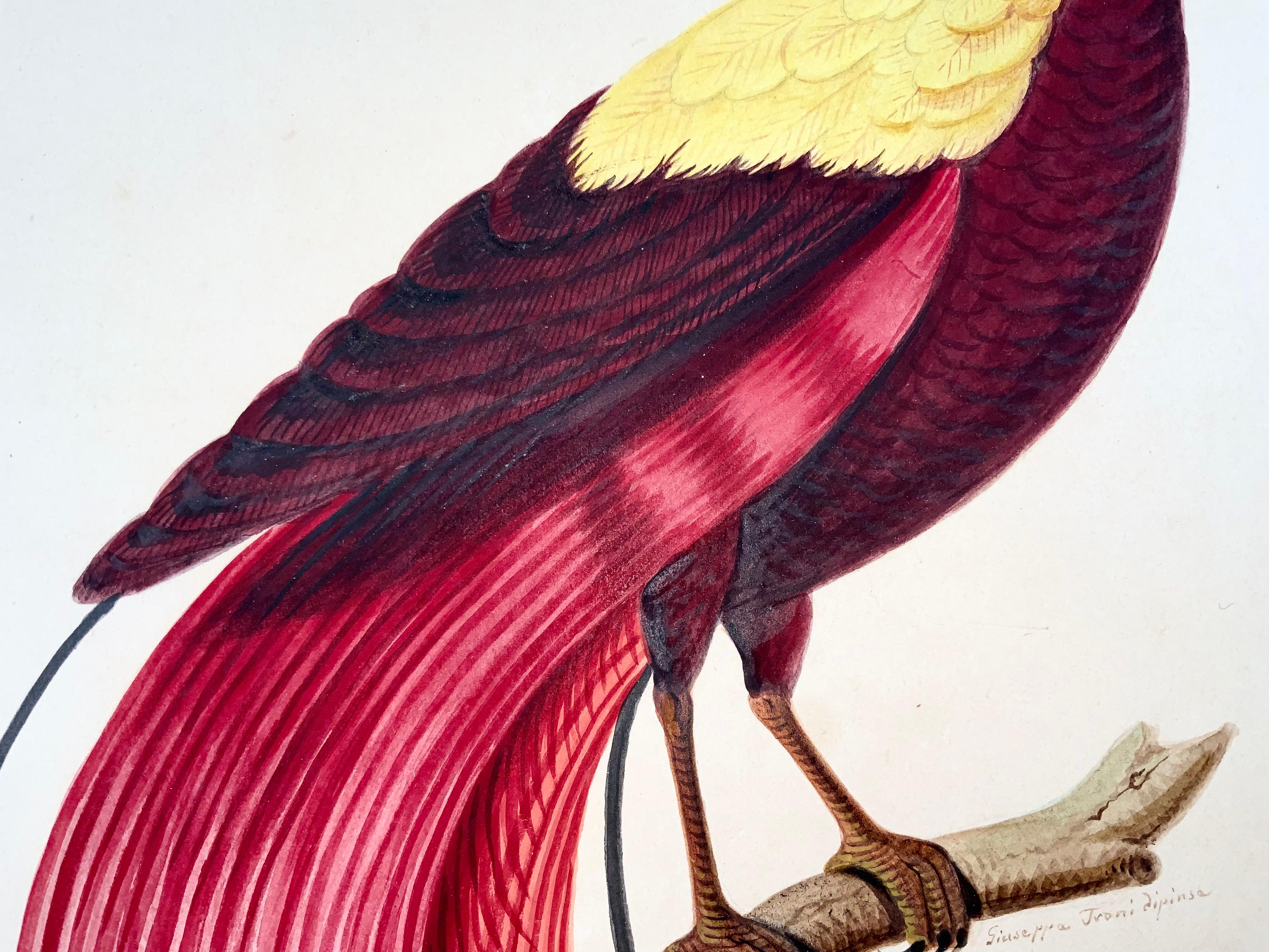 1790 ca. Giuseppe Troni (1739-1810), Roter Vogel des Paradieses, großformatige Gouache (Spätes 18. Jahrhundert) im Angebot
