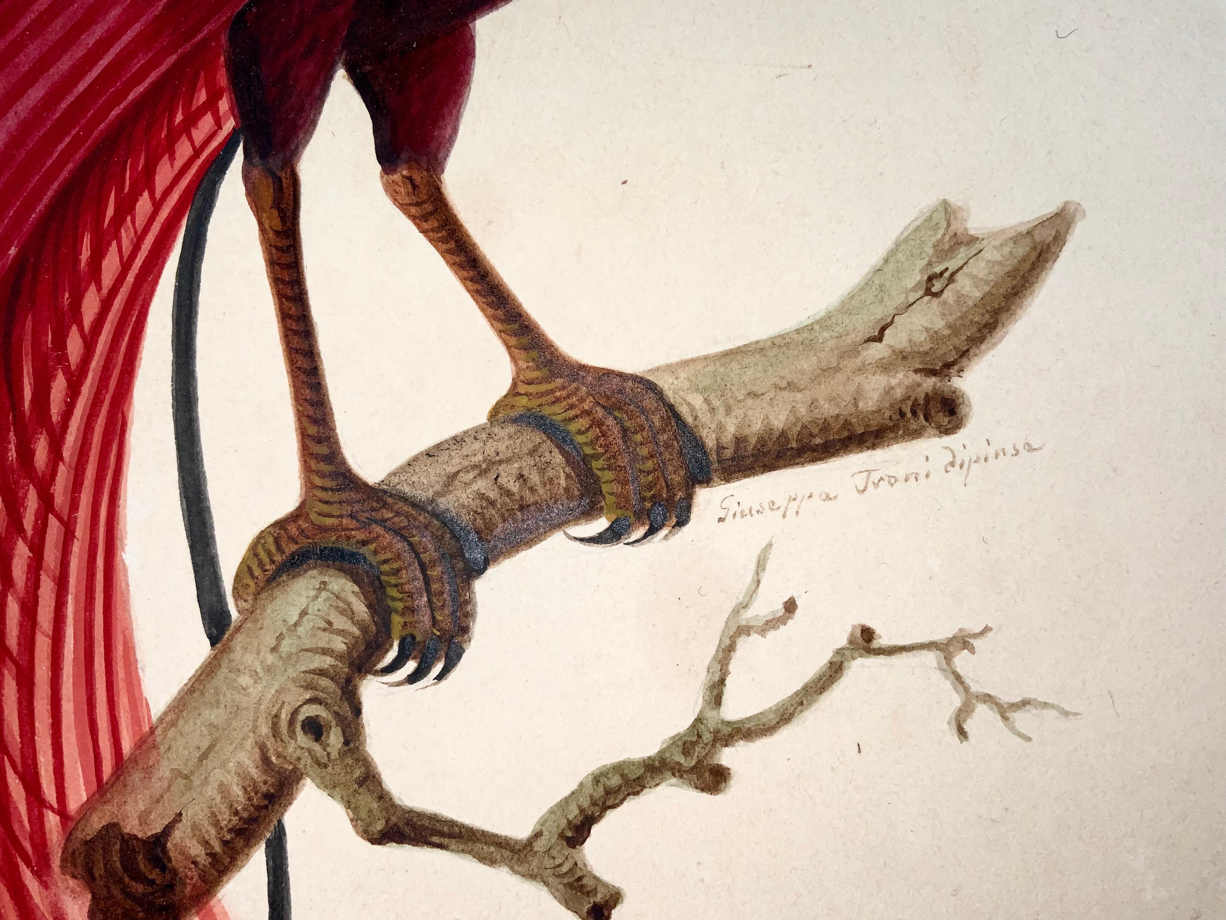1790 ca. Giuseppe Troni (1739-1810), Roter Vogel des Paradieses, großformatige Gouache im Angebot 1