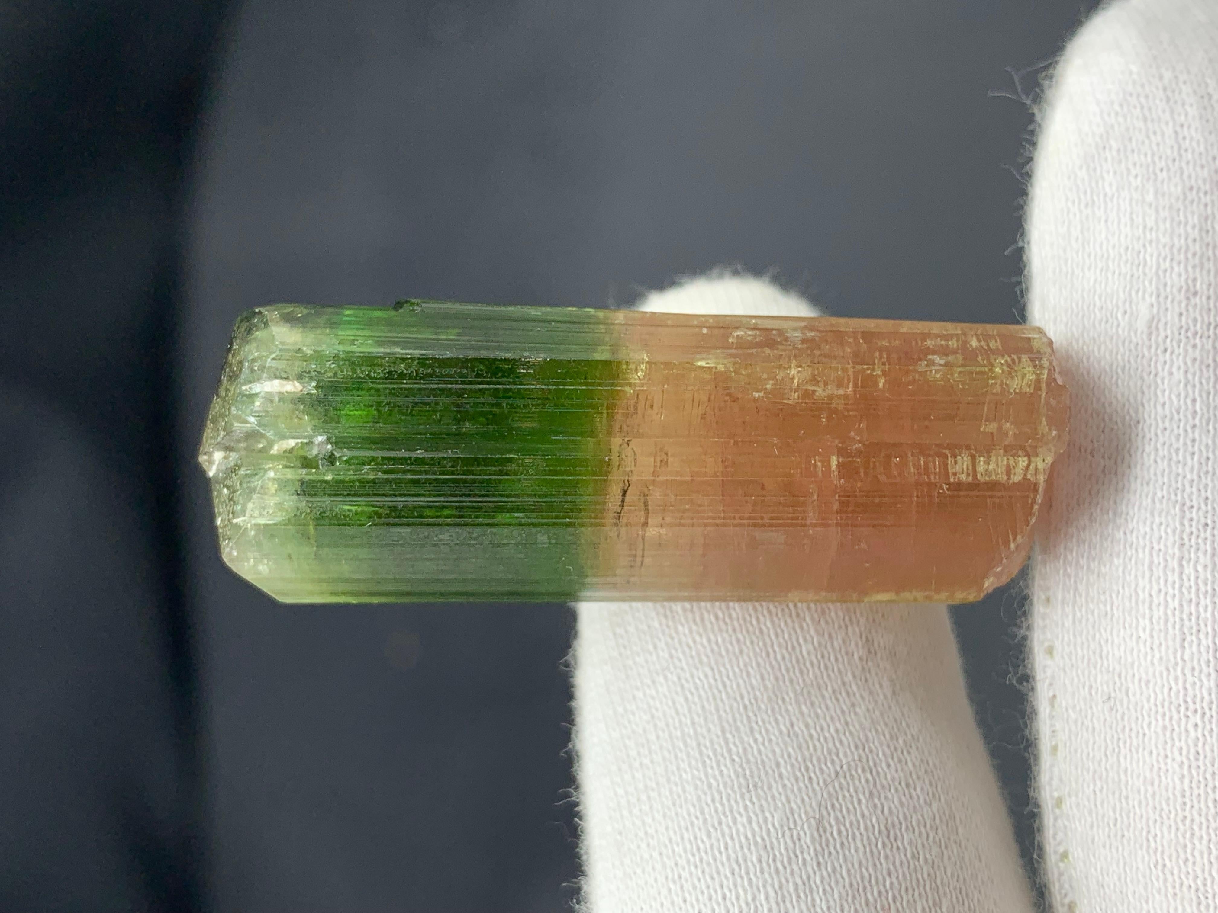 17,92 Gramm farbenfroher natürlicher zweifarbiger Turmalinkristall aus Afghanistan (Adamstil) im Angebot