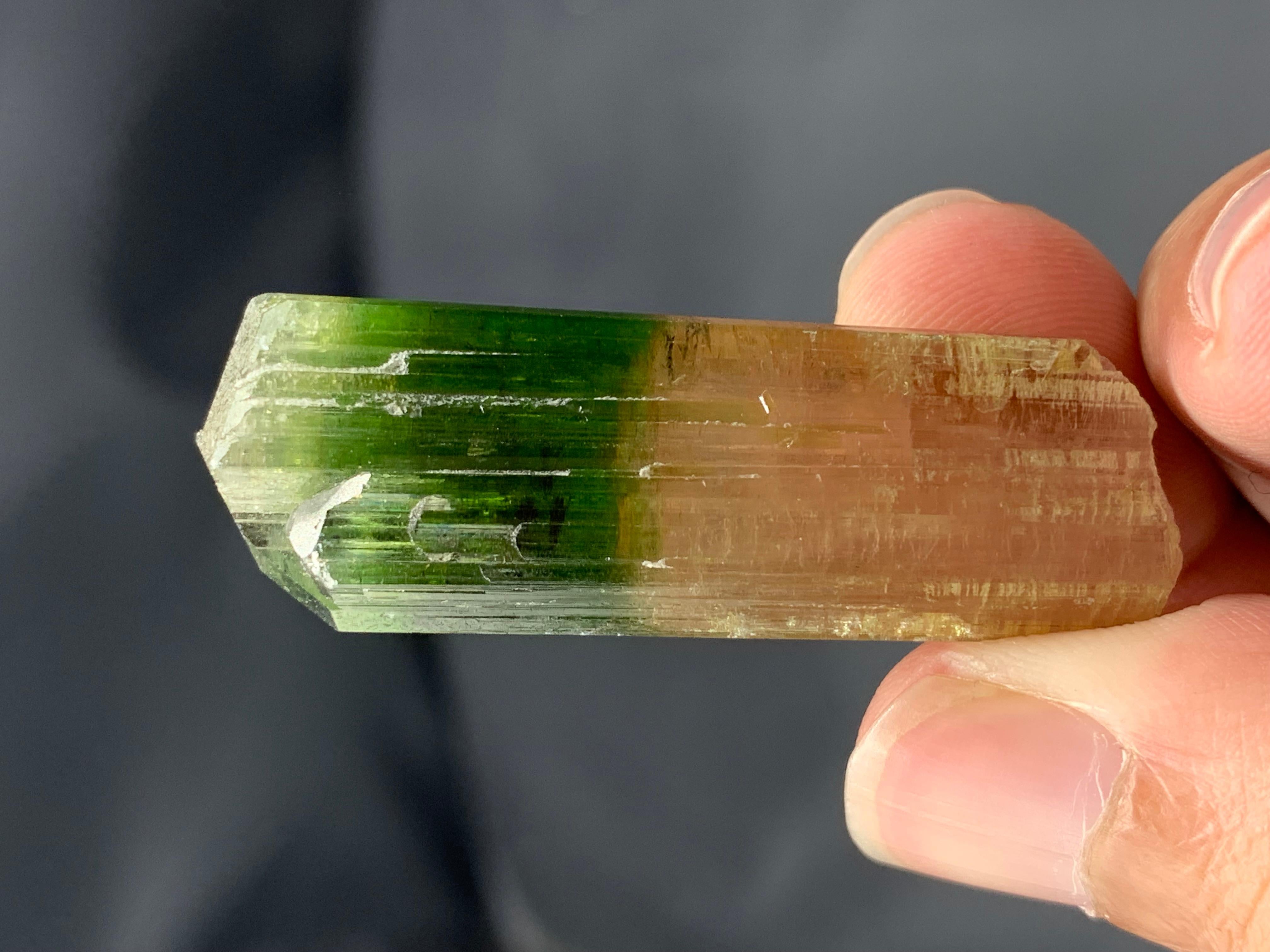 17,92 Gramm farbenfroher natürlicher zweifarbiger Turmalinkristall aus Afghanistan (21. Jahrhundert und zeitgenössisch) im Angebot