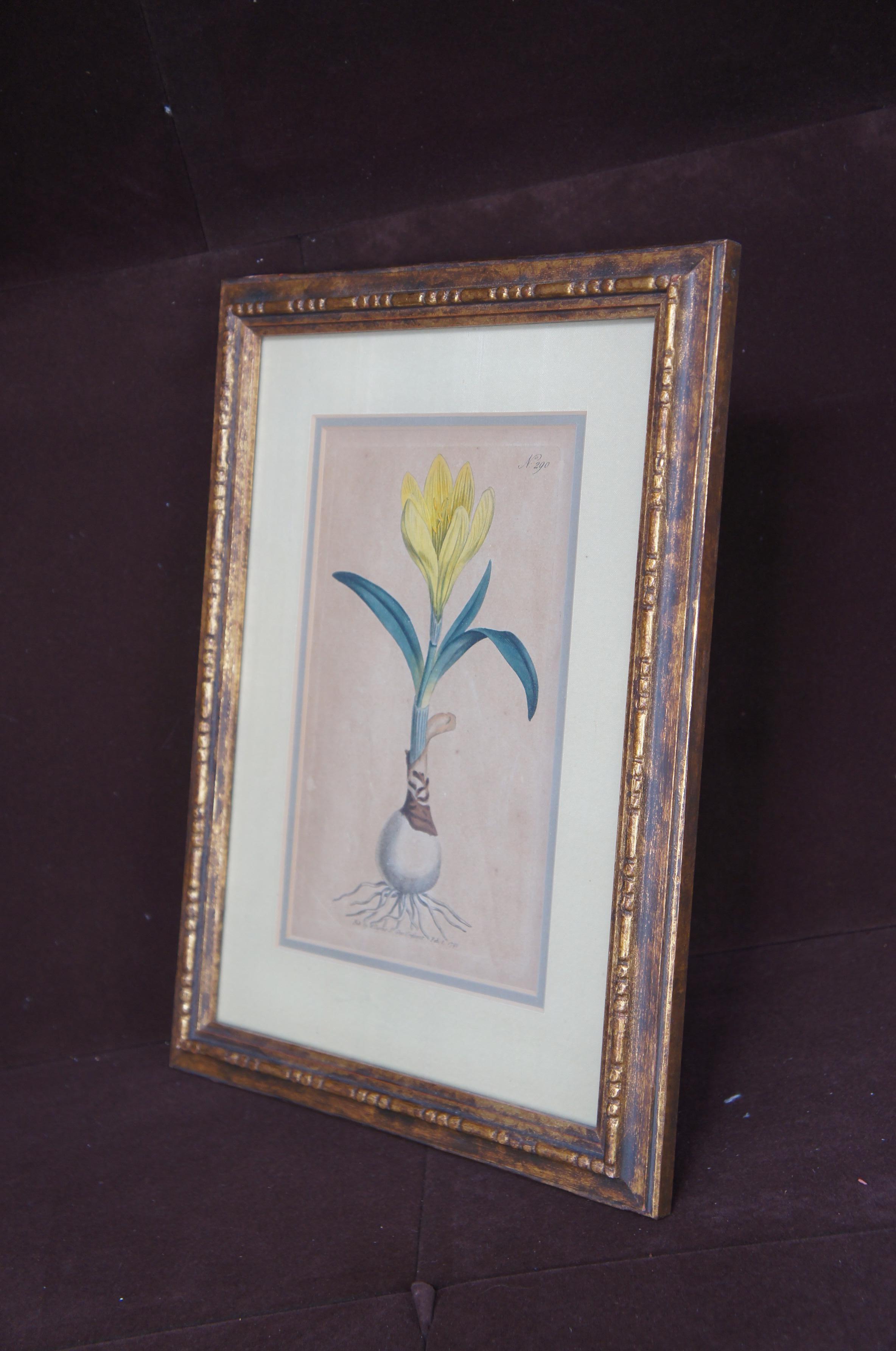 1795 Antique William Curtis Yellow Amaryllis Botanical Flower Engraving 5
