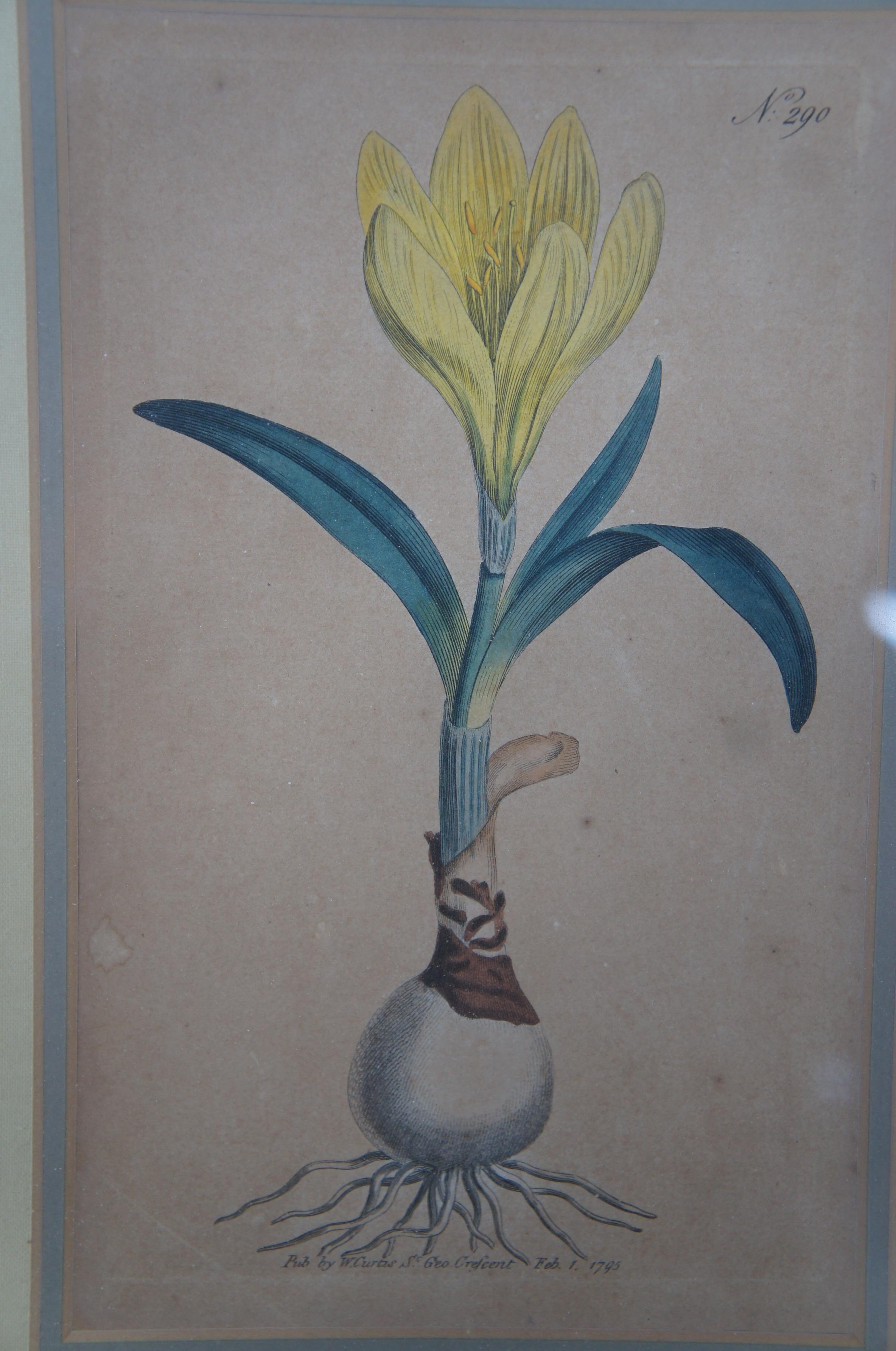 18th Century 1795 Antique William Curtis Yellow Amaryllis Botanical Flower Engraving