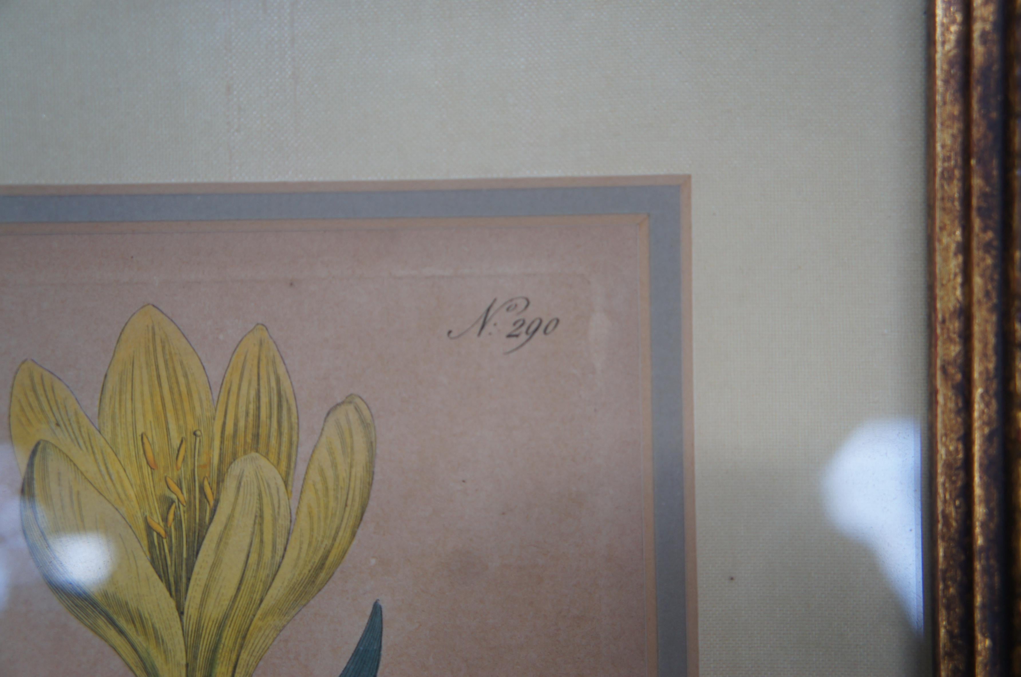 1795 Antique William Curtis Yellow Amaryllis Botanical Flower Engraving 2