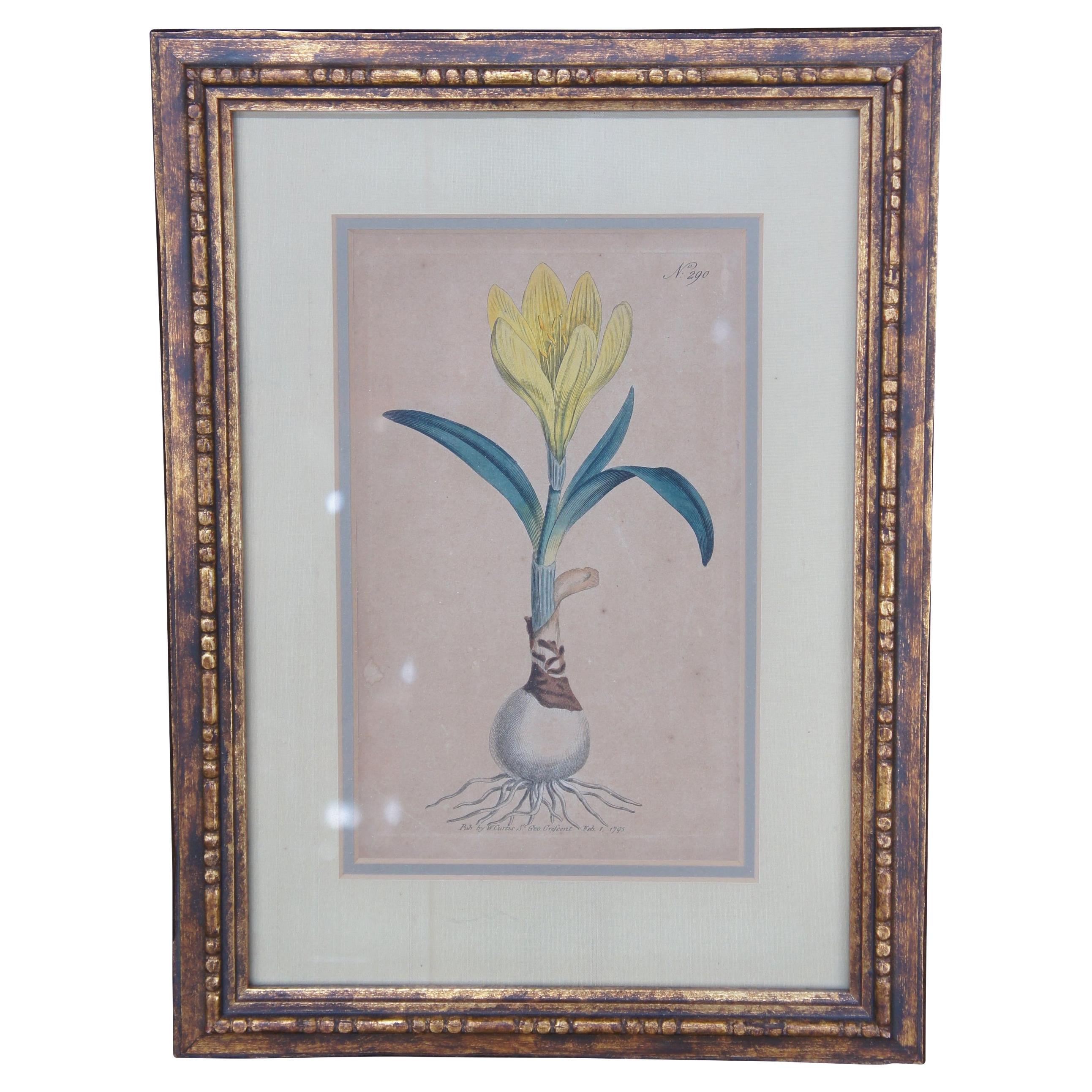 1795 Antique William Curtis Yellow Amaryllis Botanical Flower Engraving