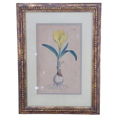 1795 Antique William Curtis Yellow Amaryllis Botanical Flower Engraving